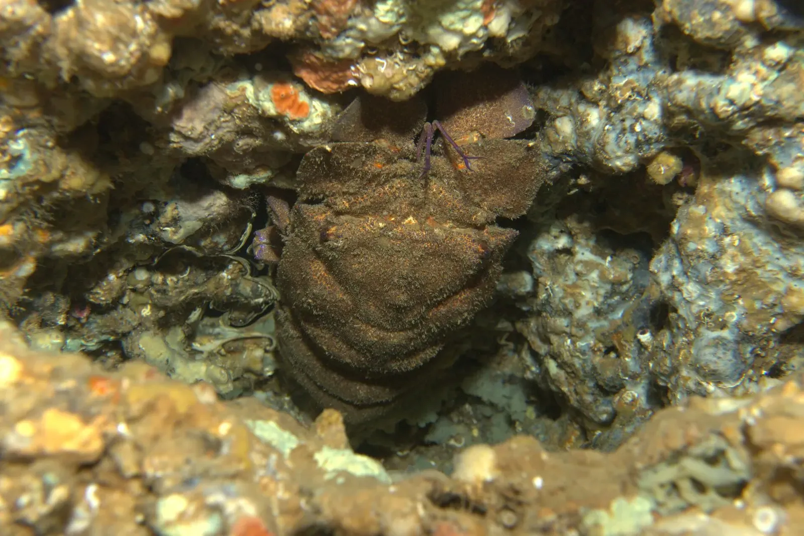 Mediterranean slipper lobster tucked into a rock crevice — Dofí Nord, Medes Islands