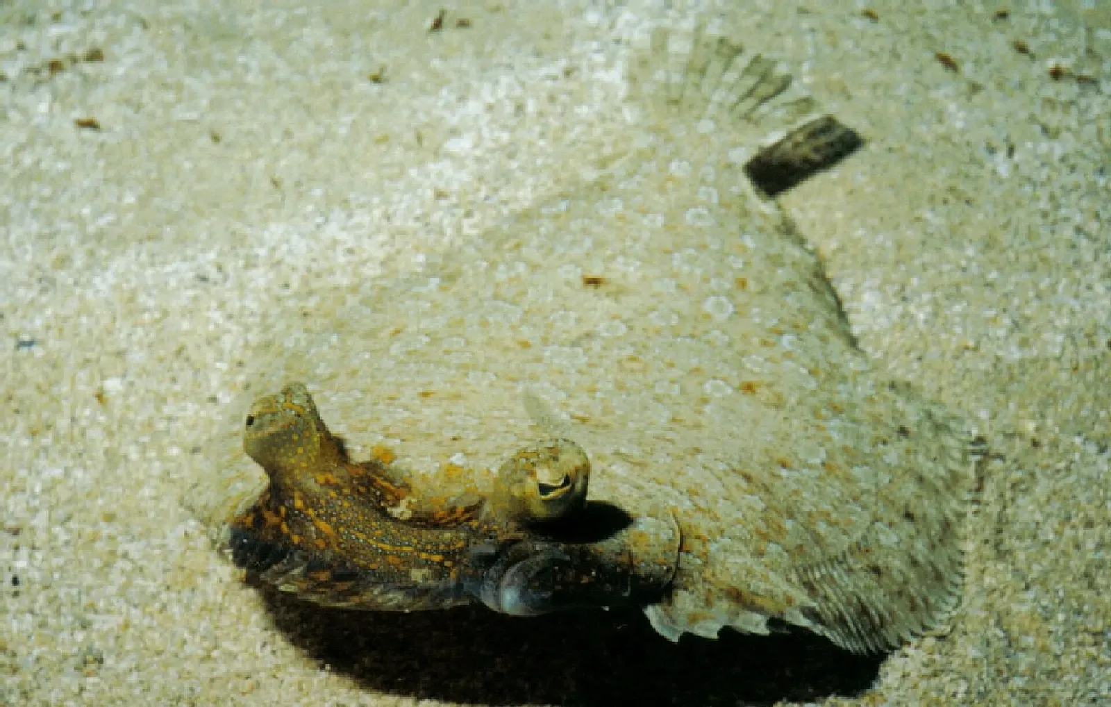 A flatfish lies on pale sand, its body edged by a fringe of fins and its eyes raised on top of its head — Mgarr ix-Xini, Gozo & Malta.