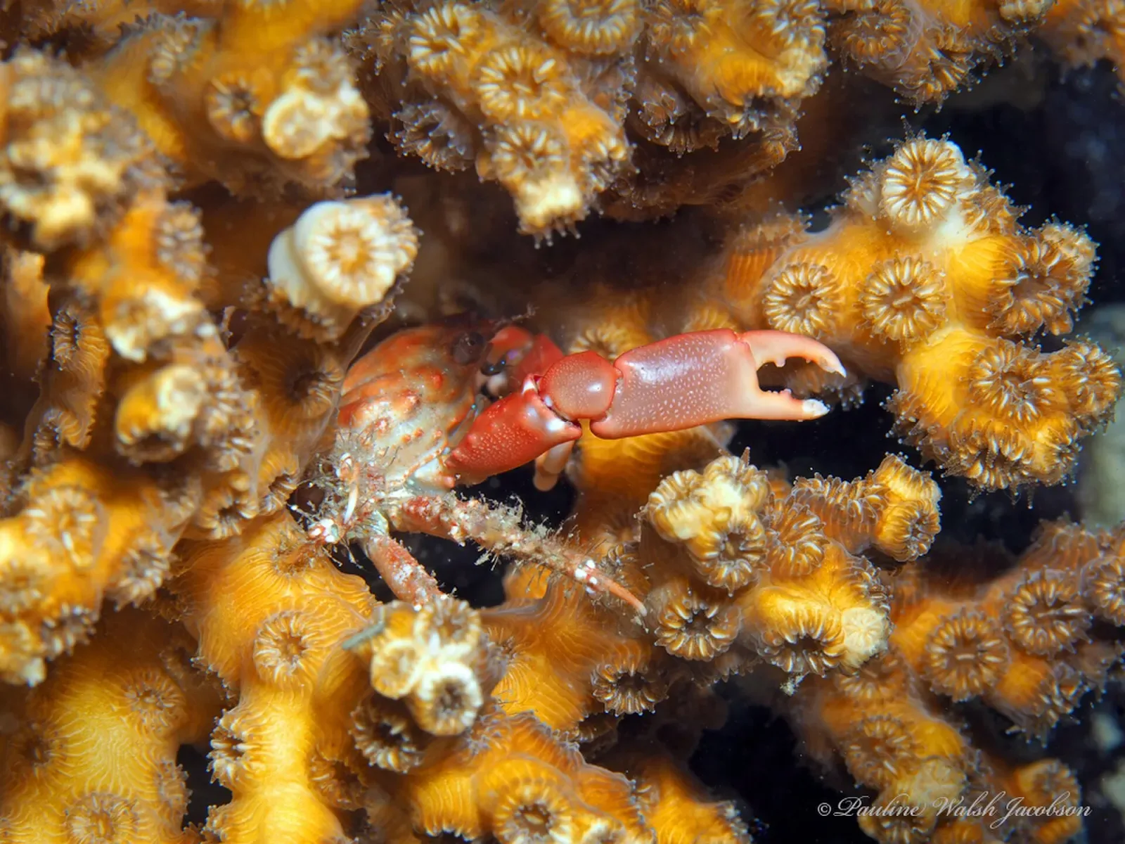 Red-ridged clinging crab tucked among yellow-orange cup coral polyps on a piling — Blue Heron Bridge