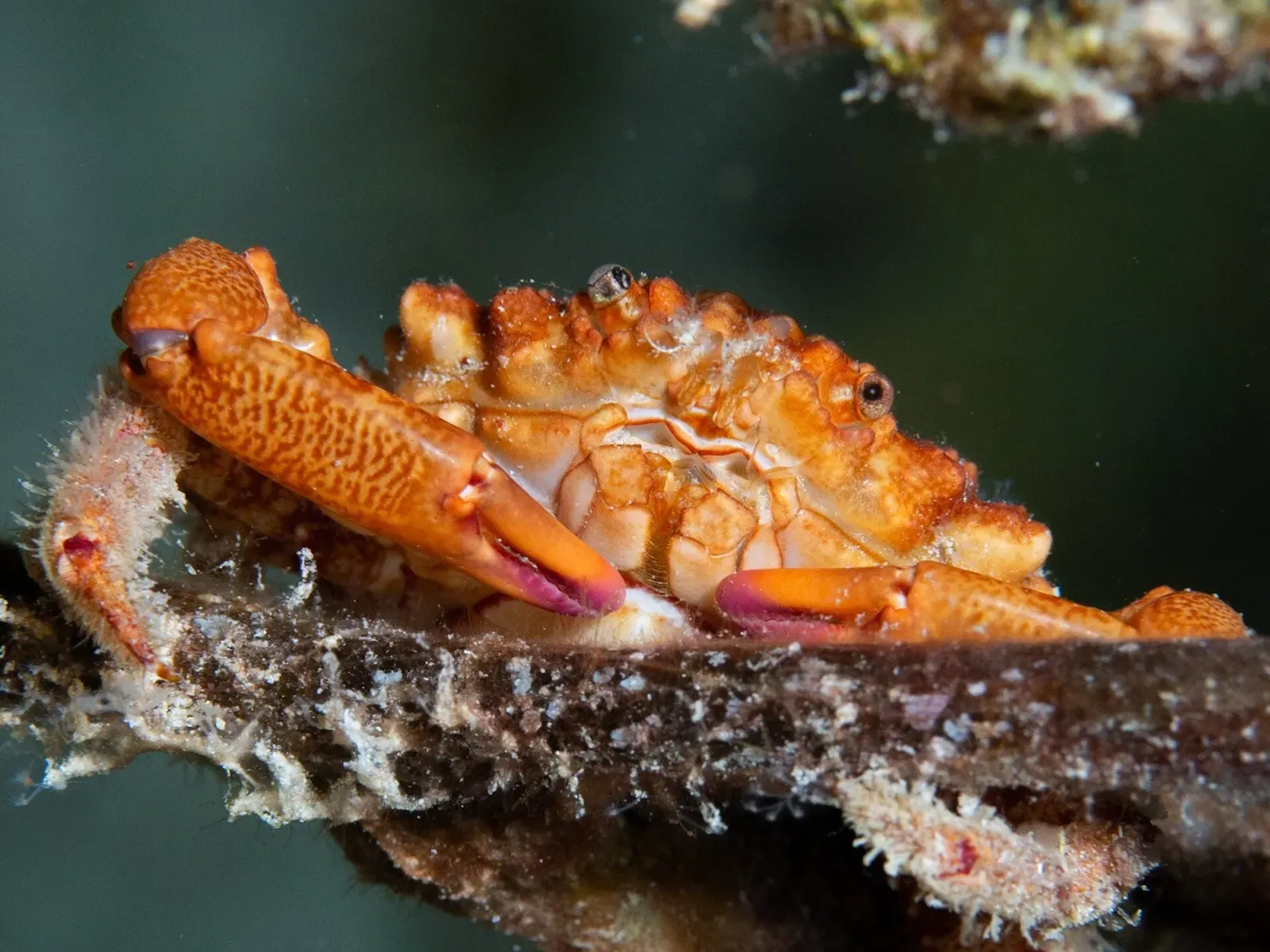 An orange crab with ridged claws grips a fouled branch against a dark background — Lighthouse Point, Grand Cayman.