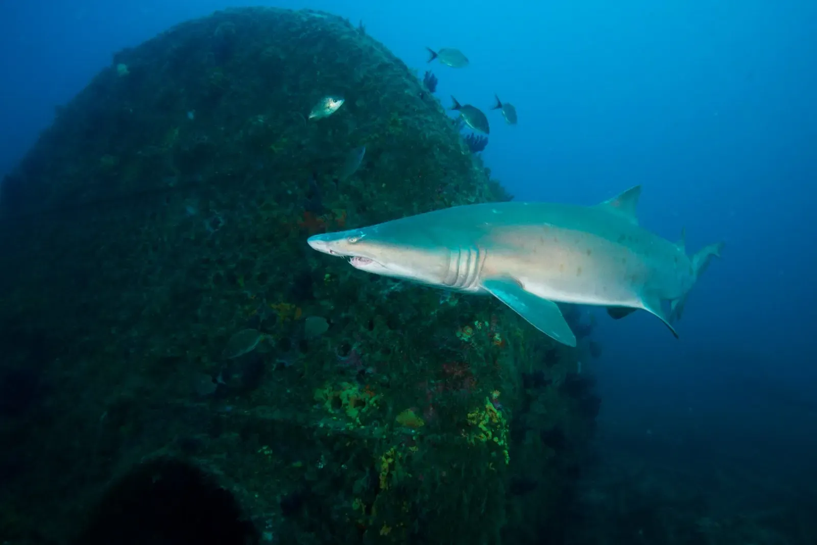 A sand tiger shark swims beside a large encrusted boiler rising from the wreck, schooling fish nearby — Caribsea, North Carolina Wrecks.