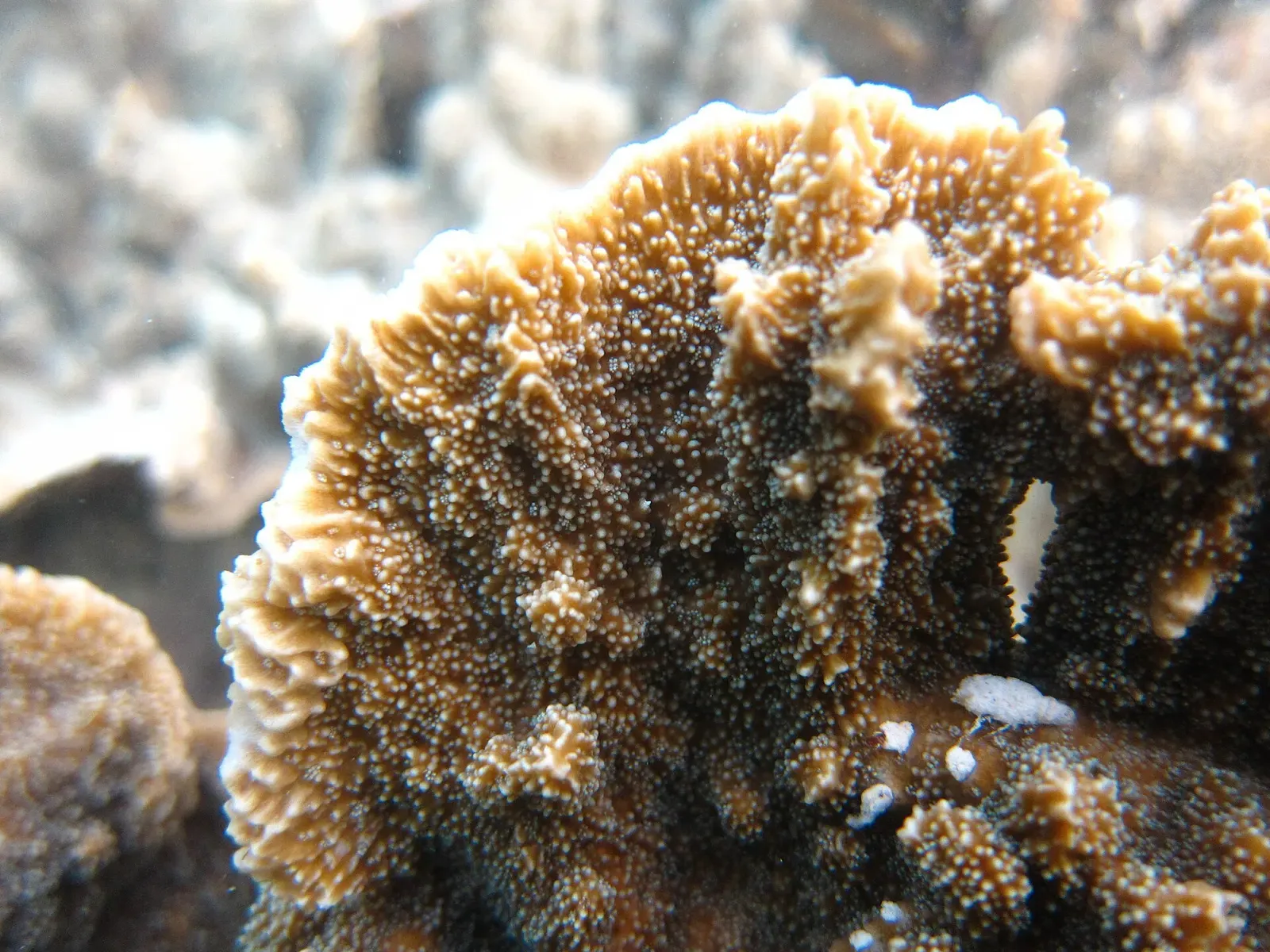Close-up of orange plate coral polyps and colony edge in Bill's Bay — Coral Bay, Ningaloo Reef.