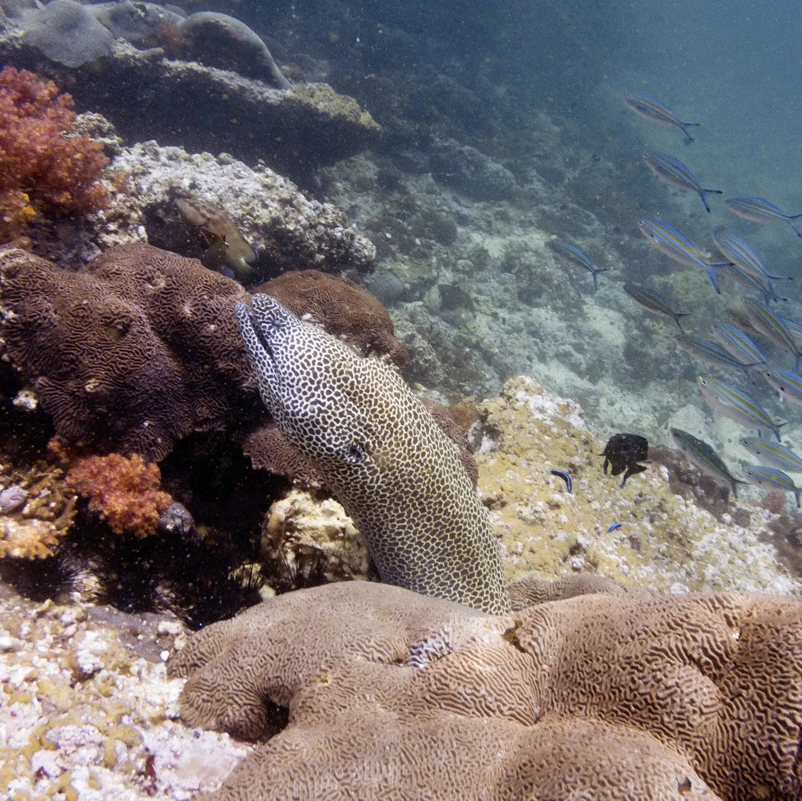 A moray eel poking out from coral with a school of fusiliers passing by off Oman — Daymaniyat Islands