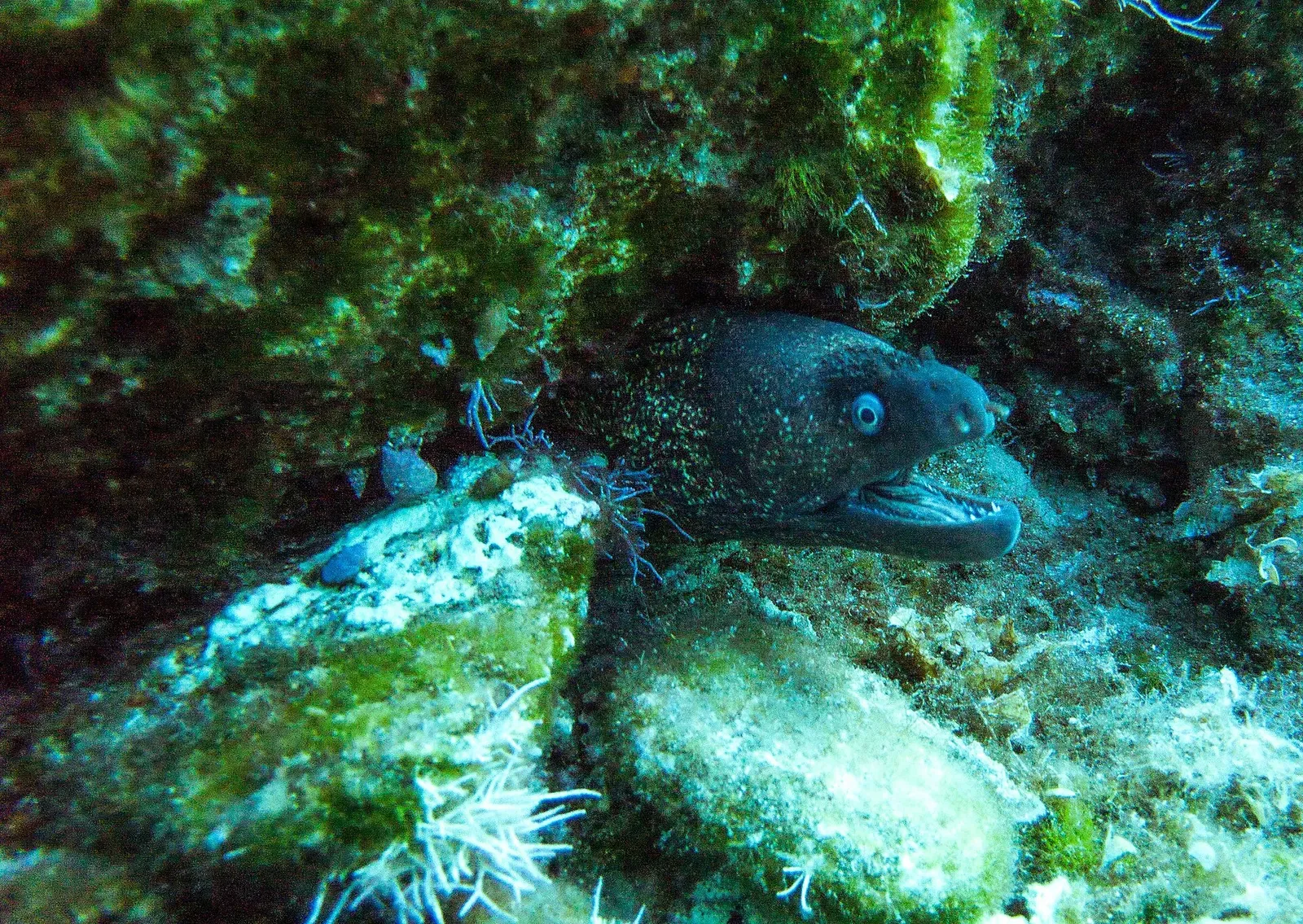 A moray eel looks out from an algae-covered rock crevice underwater off Paros