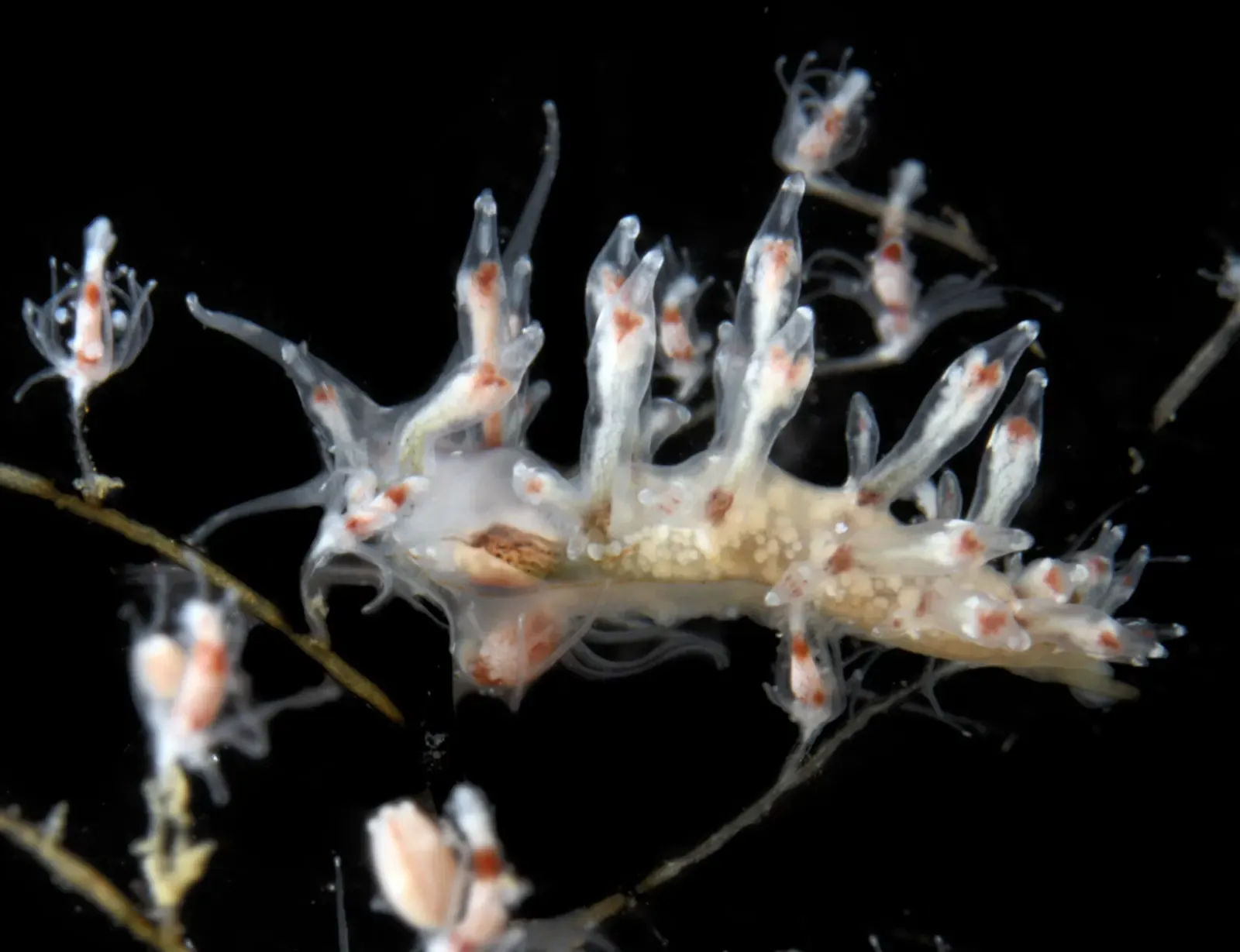 Translucent nudibranch with slender orange-tipped cerata on a branching hydroid — Izu Peninsula