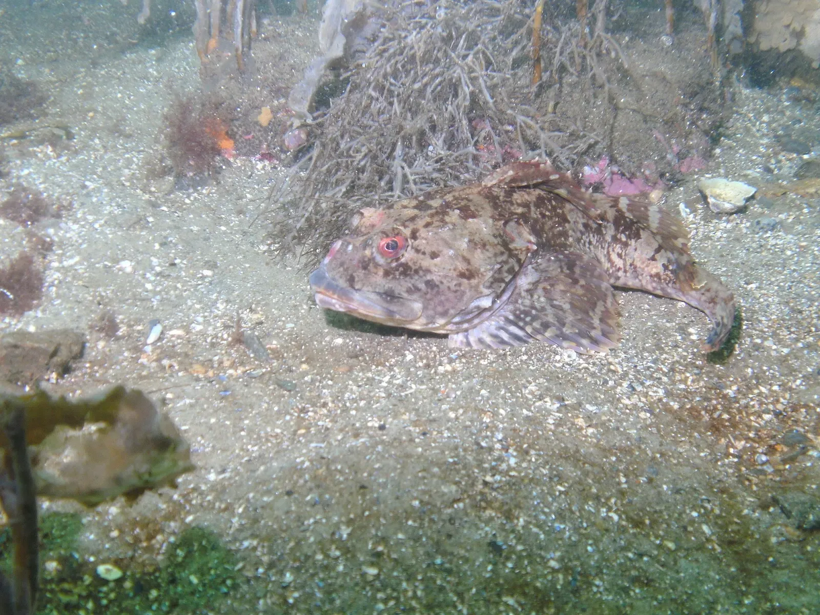 A mottled brown shorthorn sculpin resting on gravelly sand beside a clump of hydroids — Folly Cove, Cape Ann & Stellwagen Bank