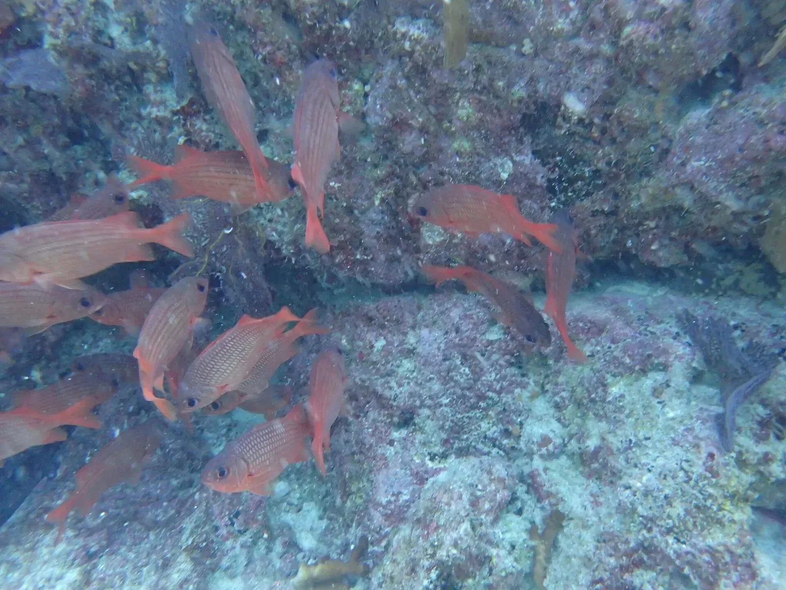 School of red bigscale soldierfish sheltering among reef structure — Salvatierra Wreck, La Paz, Sea of Cortez