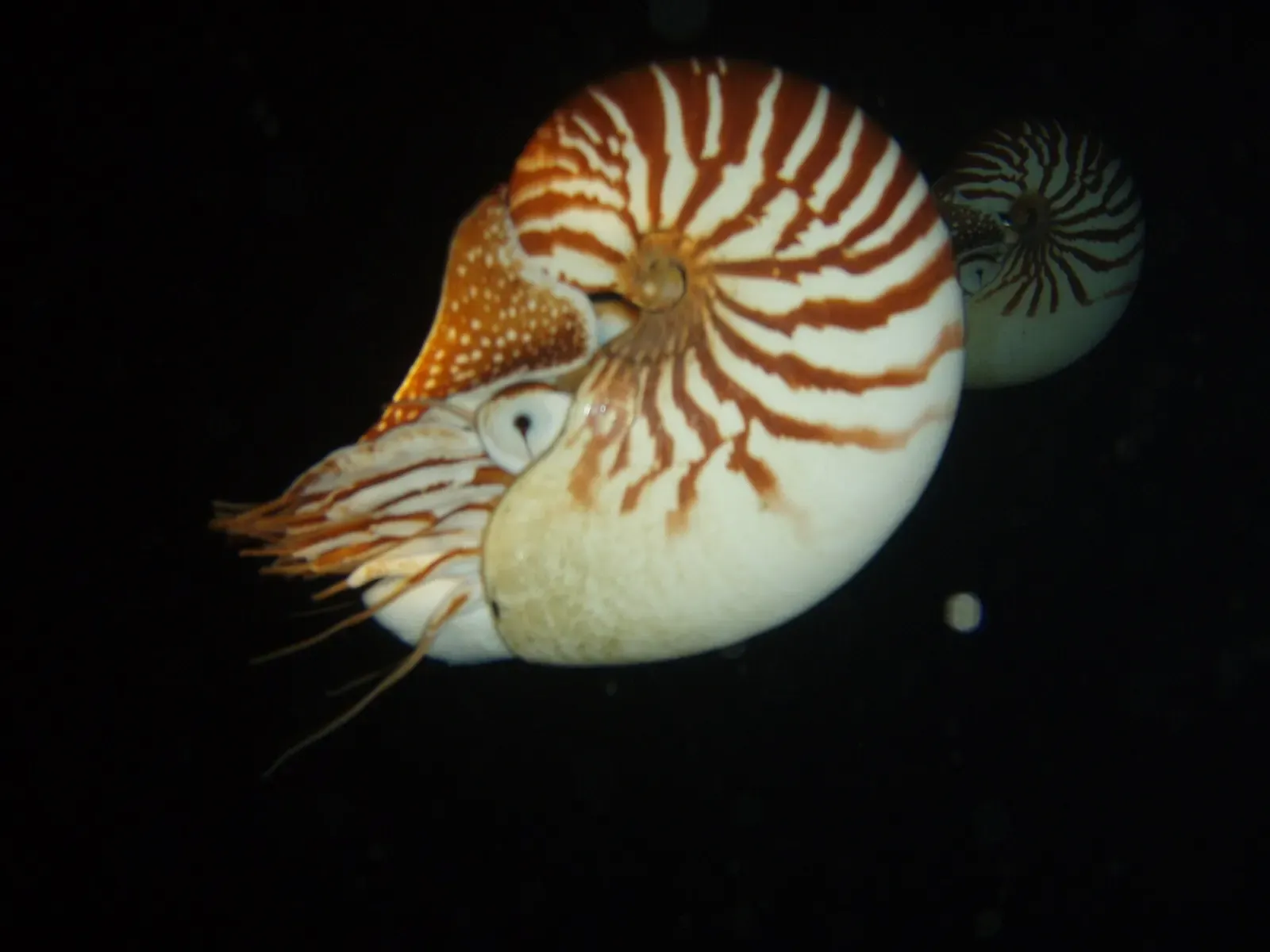 Two nautiluses with red-brown striped white shells in dark water, one close with tentacles spread, the other behind it — Lifou