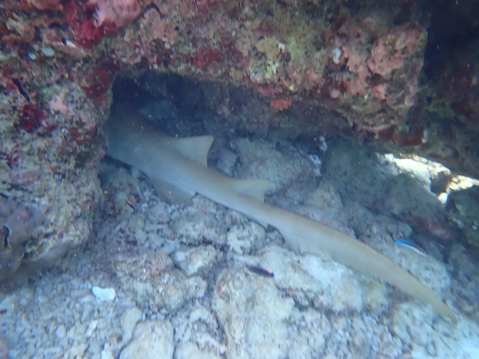 A tawny nurse shark lies motionless under a low coral overhang — Maaya Thila, Ari & Rasdhoo Atolls.
