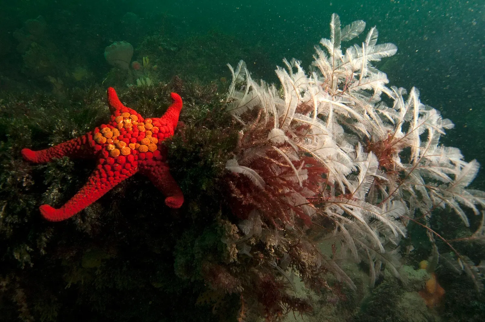 Bright orange-red seastar on a rock among pale bryozoan and hydroid growth — Popes Eye, Port Phillip