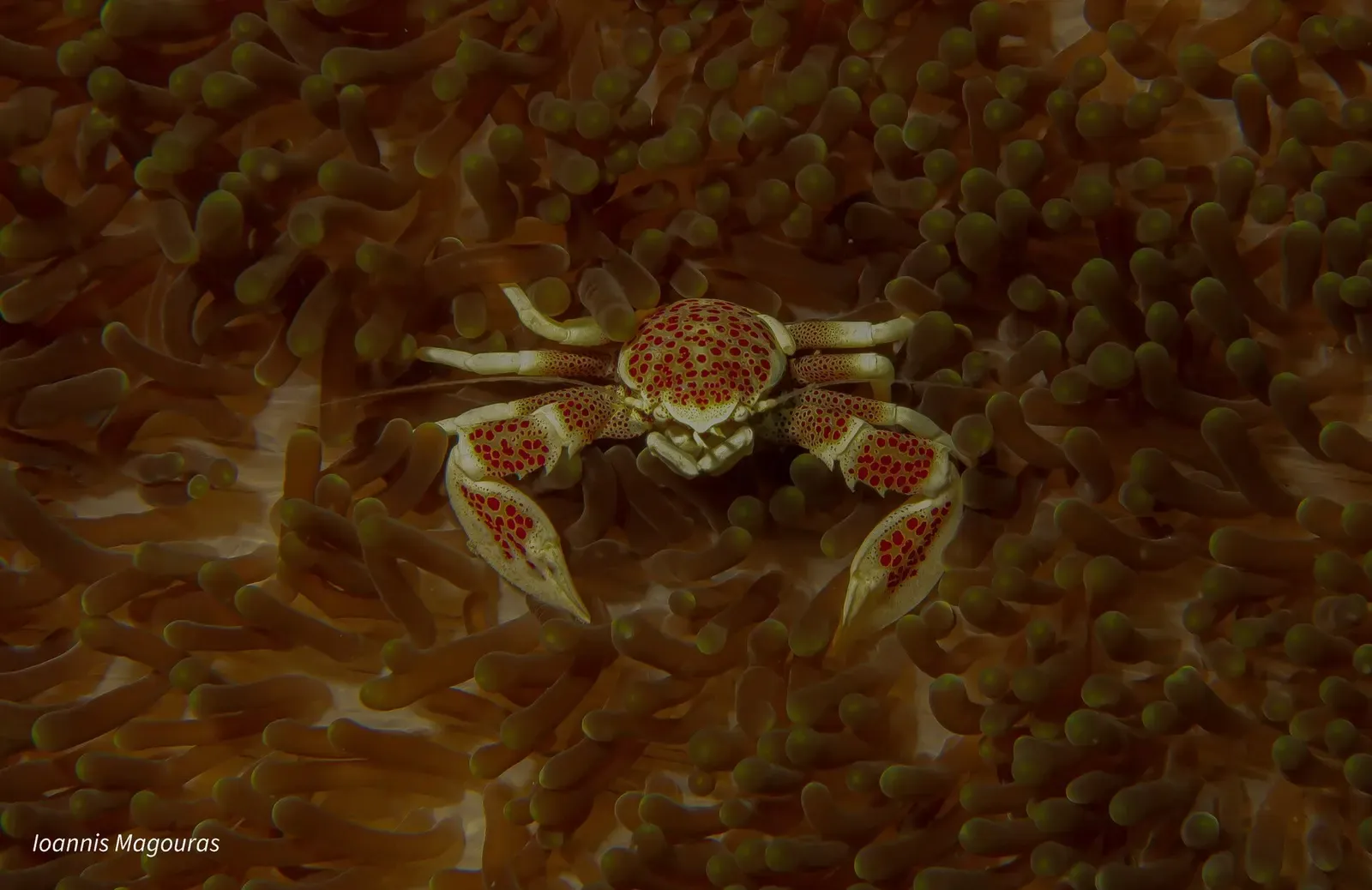 A spotted porcelain crab clings among the tentacles of a host anemone — Coco White, Anda, Bohol.