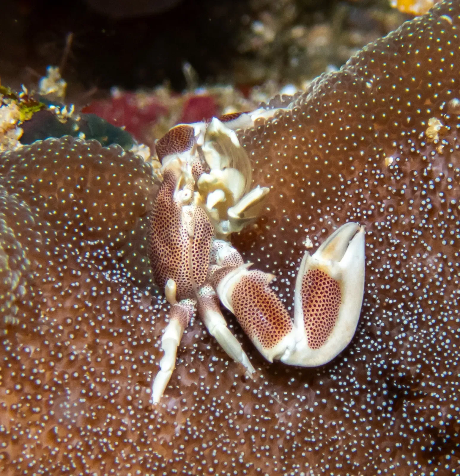 A white porcelain crab with reddish-brown spots holds up its claws on the brown, bead-covered surface of an anemone — Ko Haa 2, Koh Lanta & Koh Haa