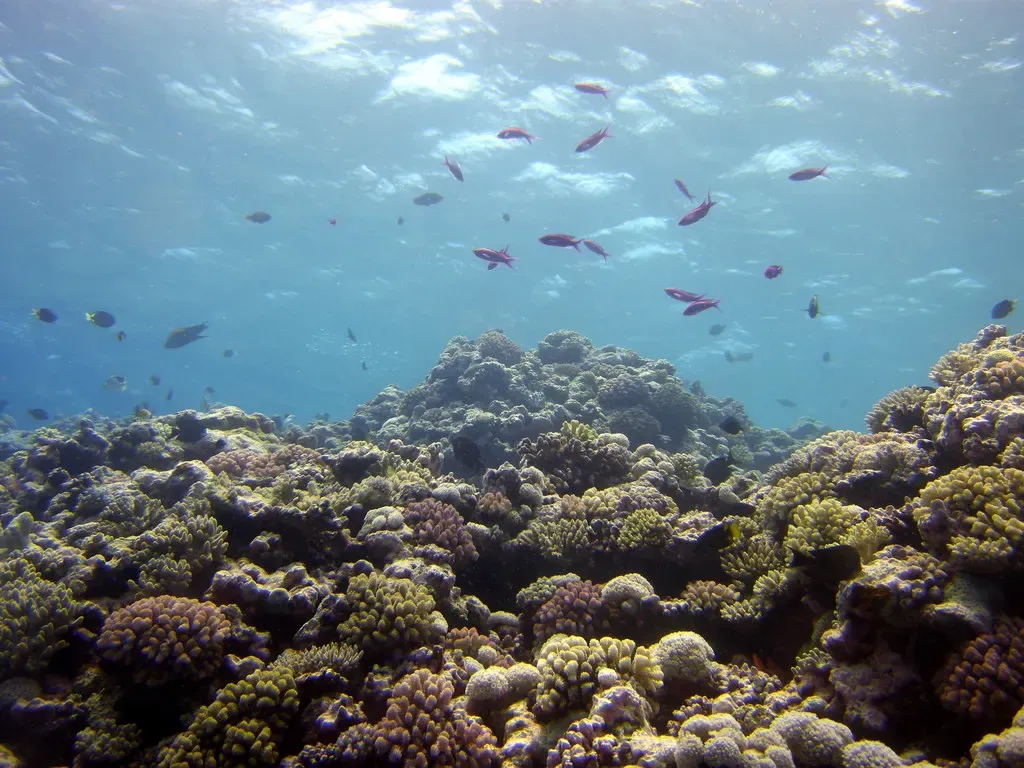 A school of anthias drifting over coral bommies on the reef at North Horn — Osprey Reef.