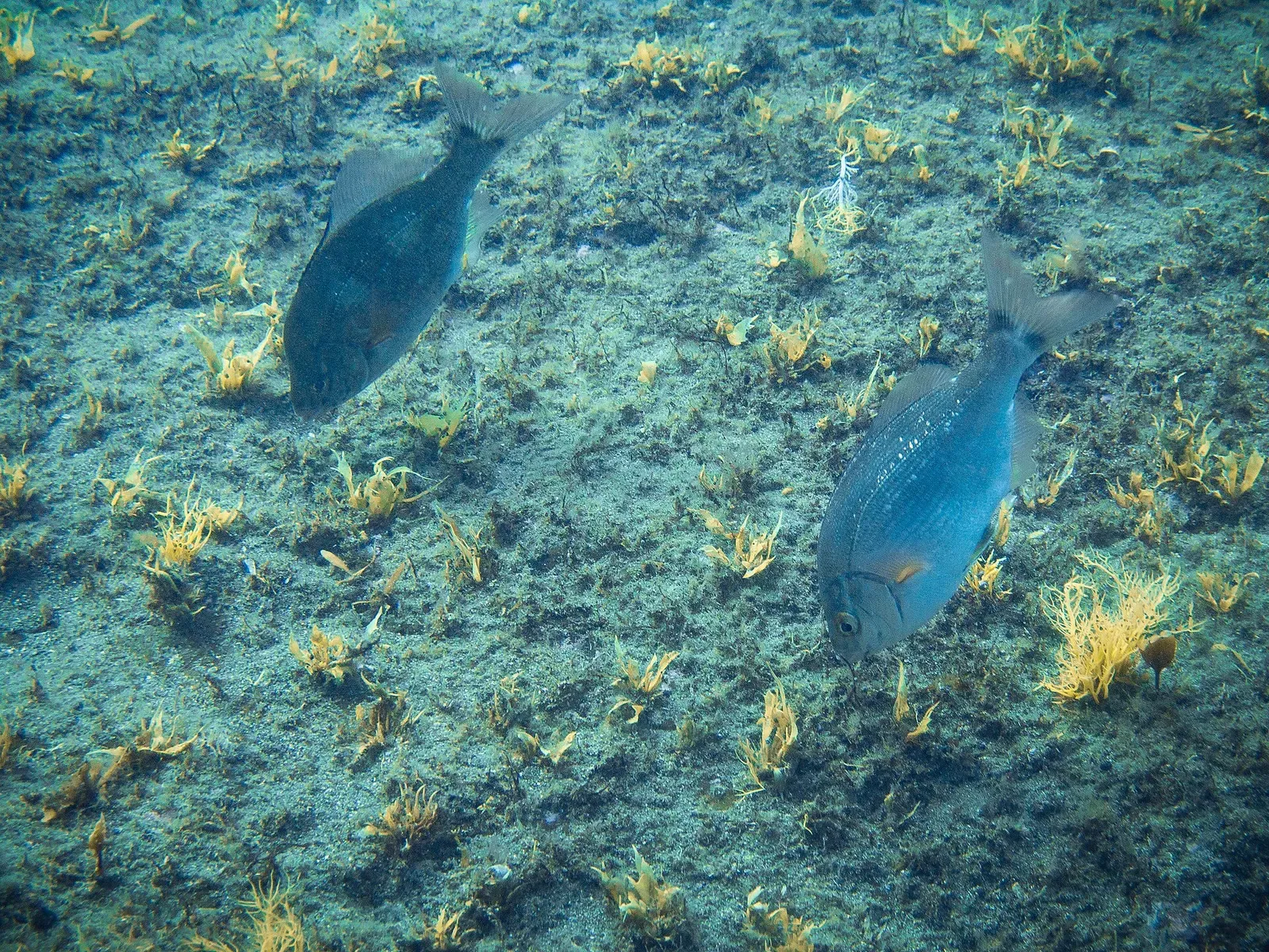 Two grey-blue fish swimming low over a sandy seabed dotted with small yellow seaweed tufts — Shakotan Peninsula
