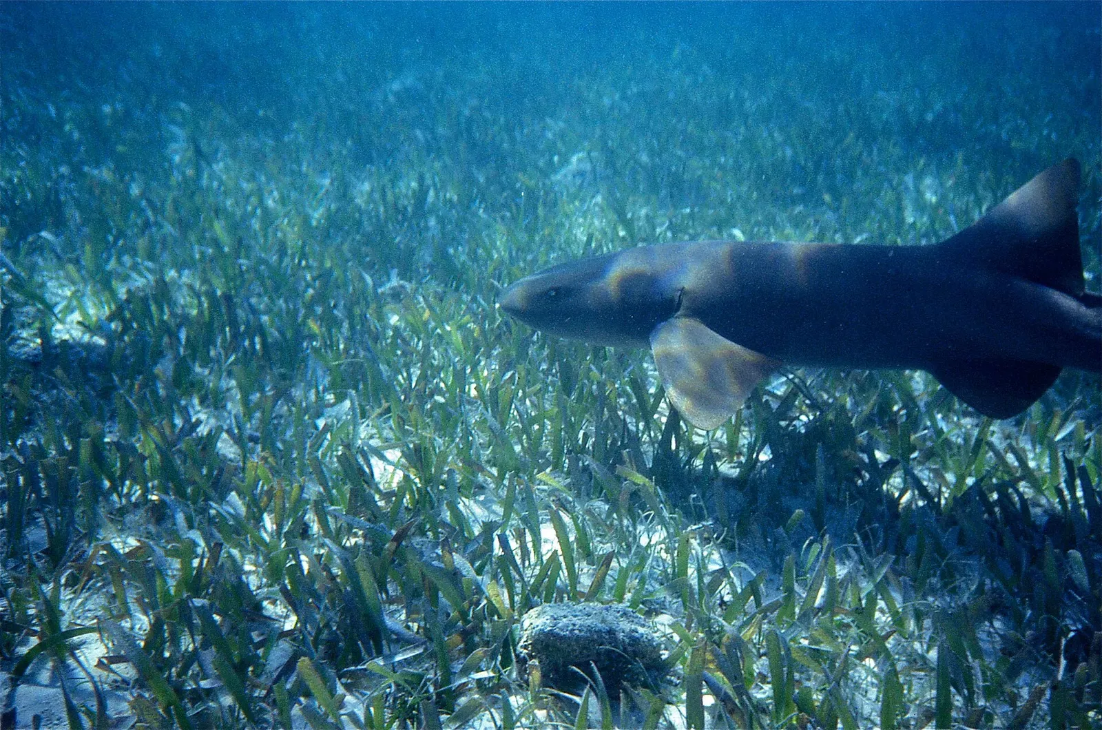 A single nurse shark cruising low over a seagrass meadow