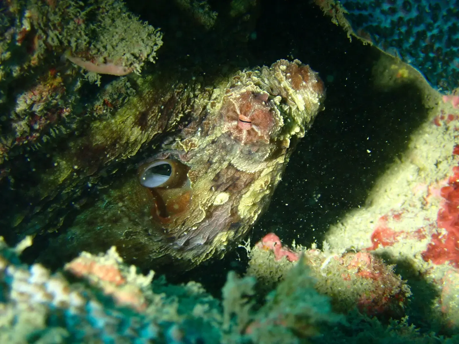 A mottled brown octopus with one pale eye peers out from a crevice in the reef — Longdong & Northeast Coast
