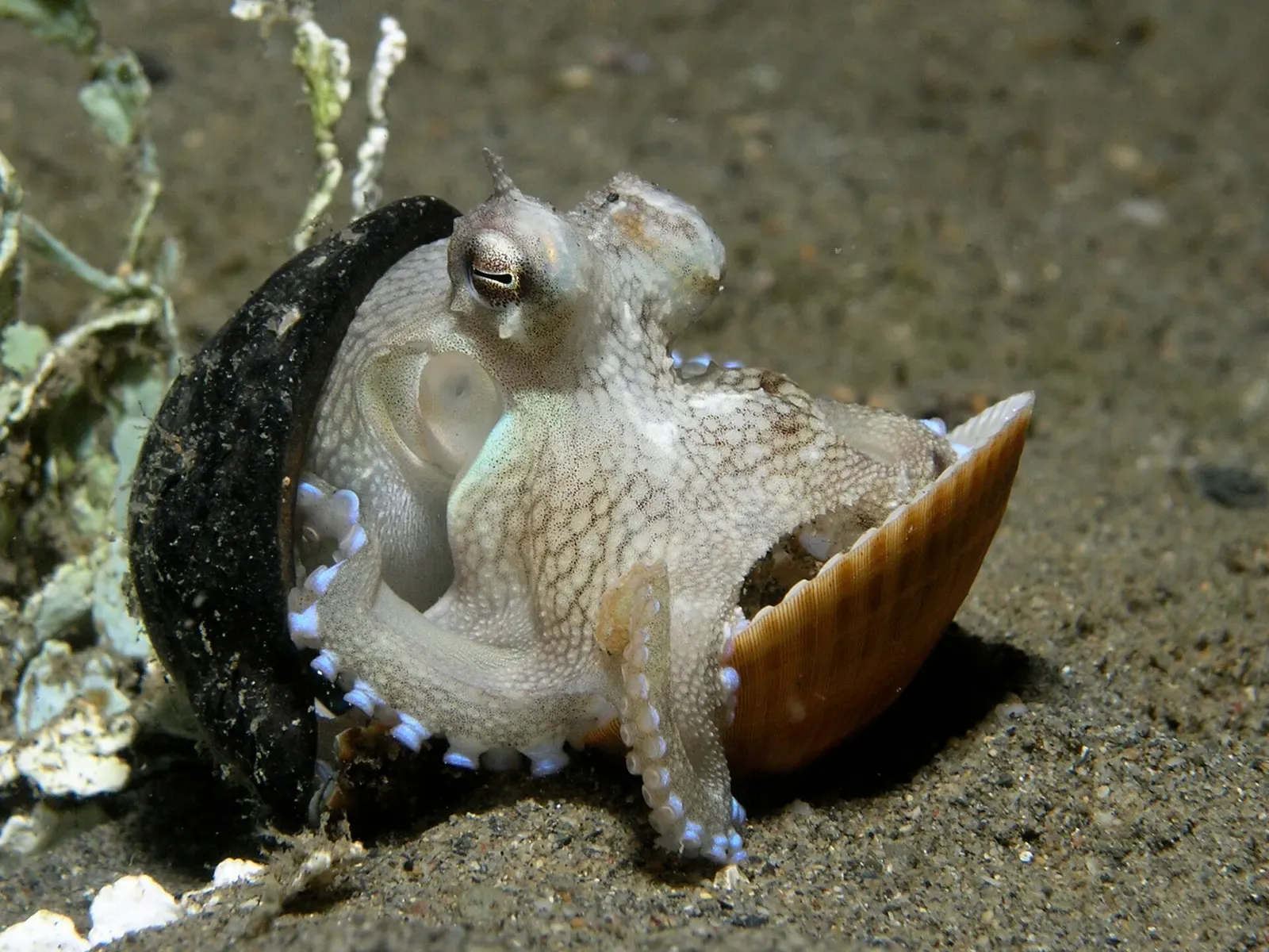 Pale coconut octopus sheltering between two shells on dark sand at night — Dili
