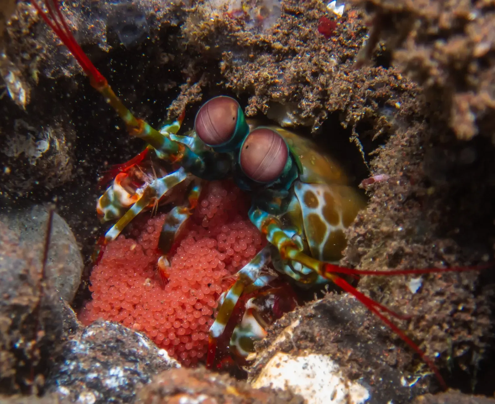 Peacock mantis shrimp peers out from a rocky crevice with a cluster of orange eggs nearby — Tulamben