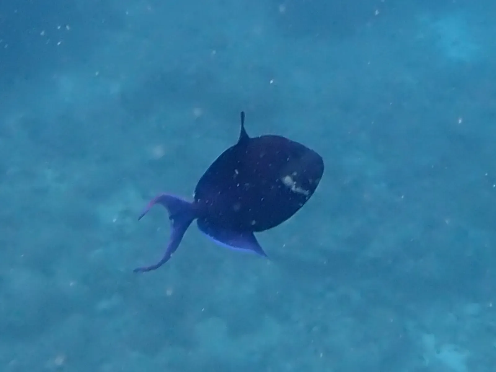A redtooth triggerfish swims above the reef in the central Maldives atolls — Ari & Rasdhoo Atolls