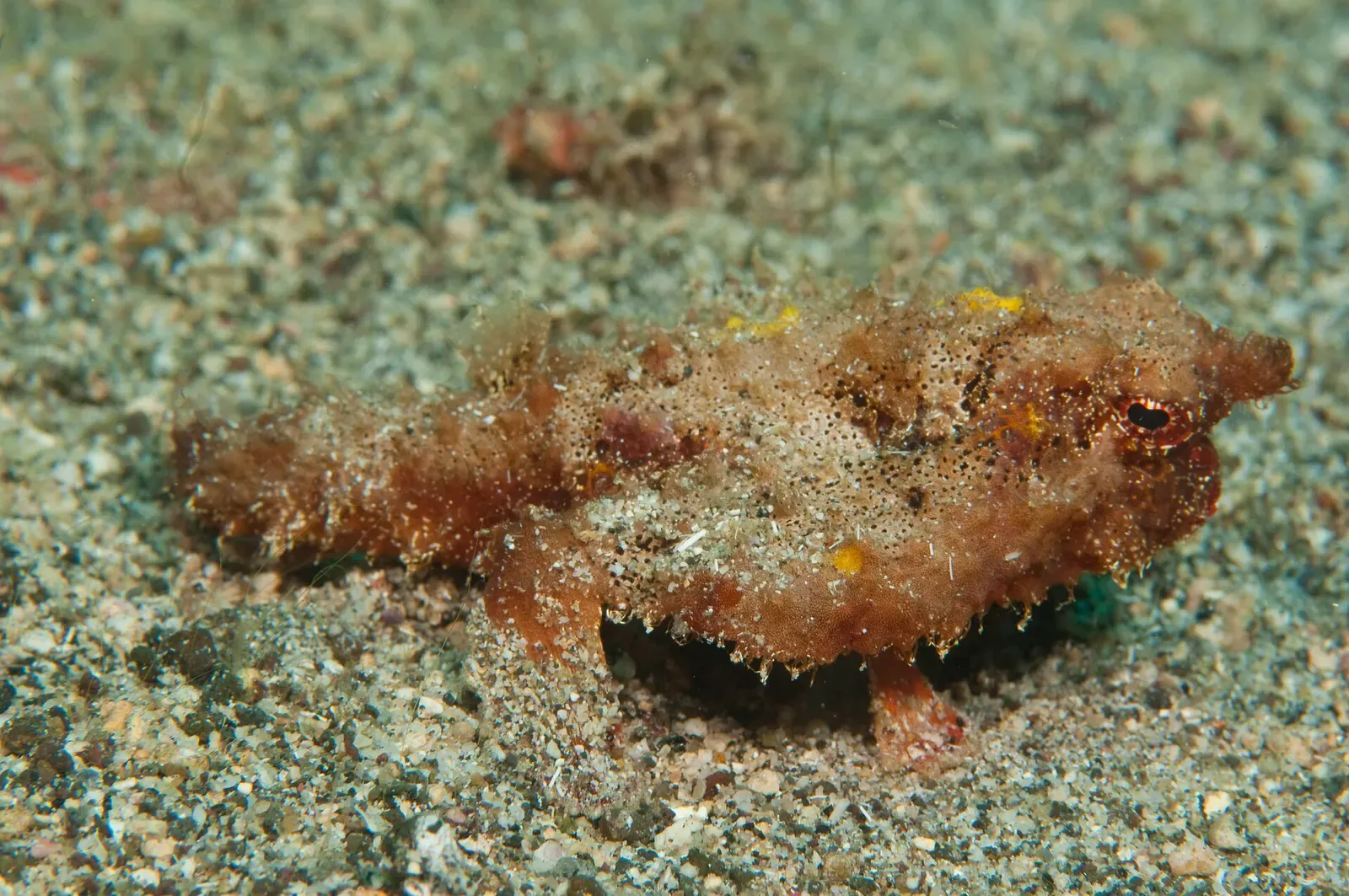 A rough, sand-dusted red-brown batfish propped on its fins on grey sand — St. Vincent