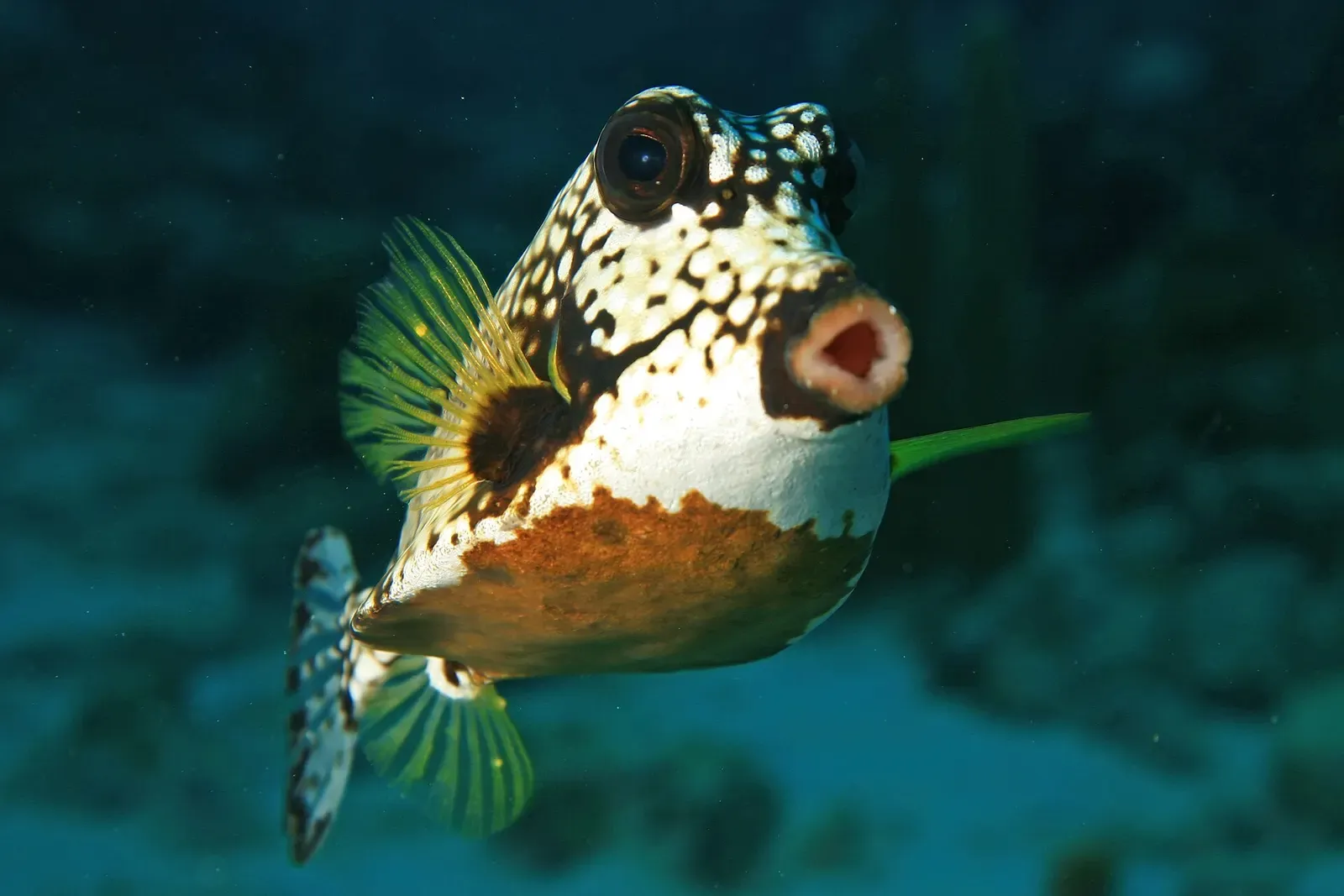 A white and black spotted trunkfish with yellow fins hovering in blue-green water above the reef — Sponge Forest, Curaçao.