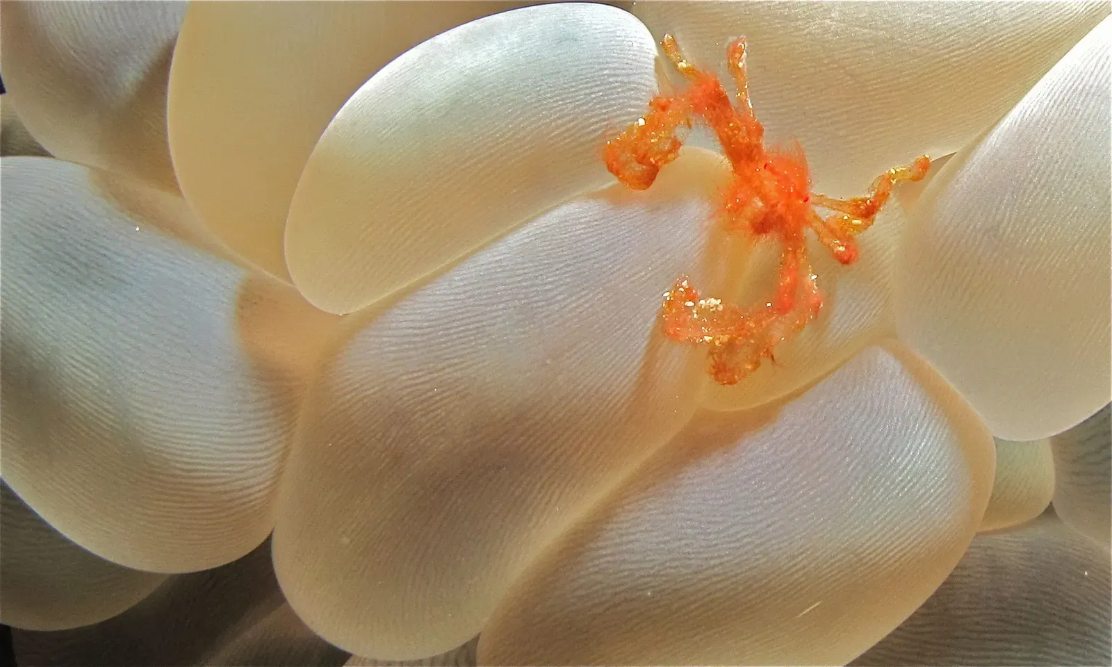 Orange orang-utan crab camouflaged on pale bubble coral at Lekuan I — Bunaken