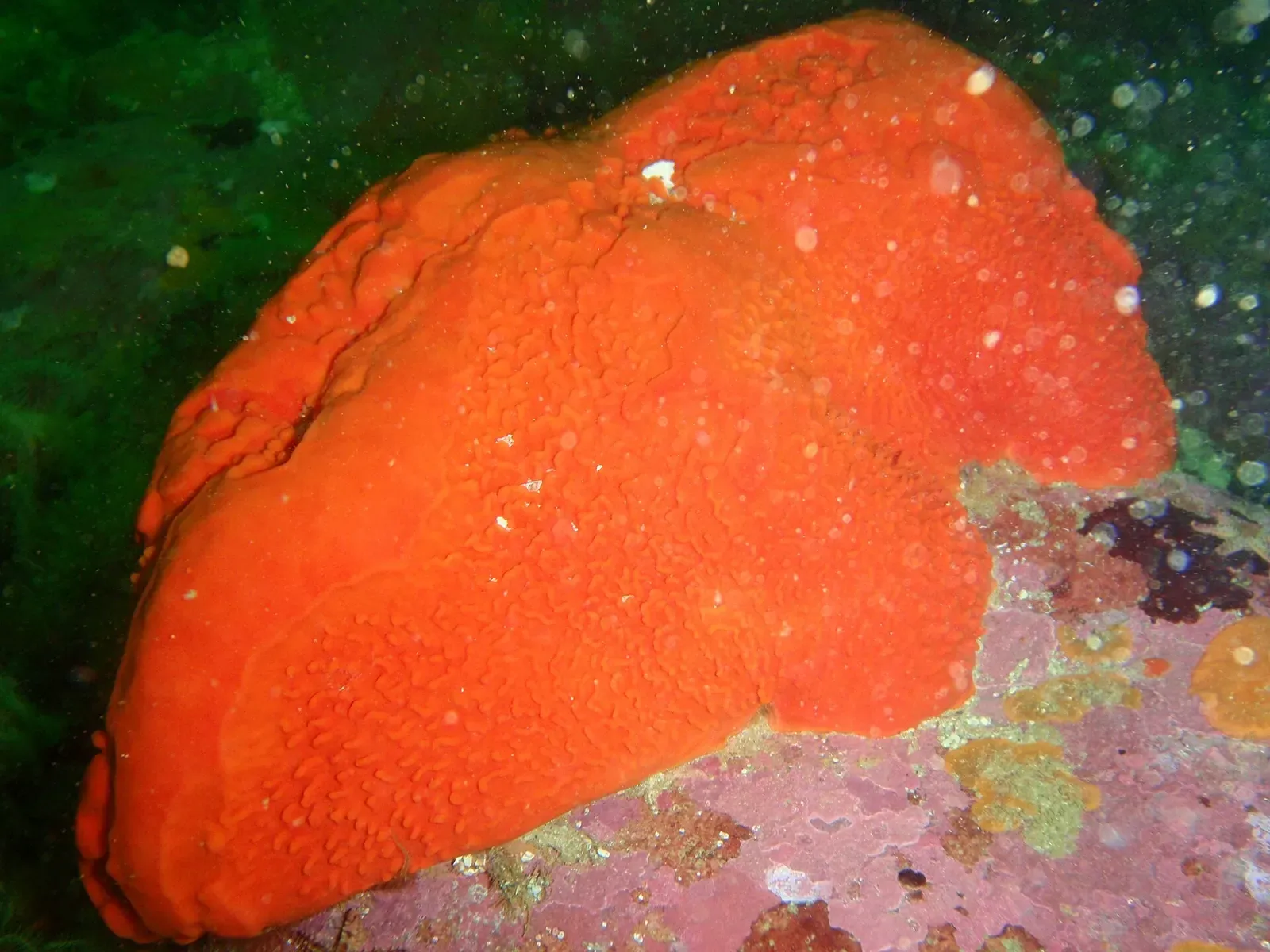 A large bright orange sponge growing on a pink encrusted rock underwater — Rocky Bay, Gordon's Bay & Rooi-Els