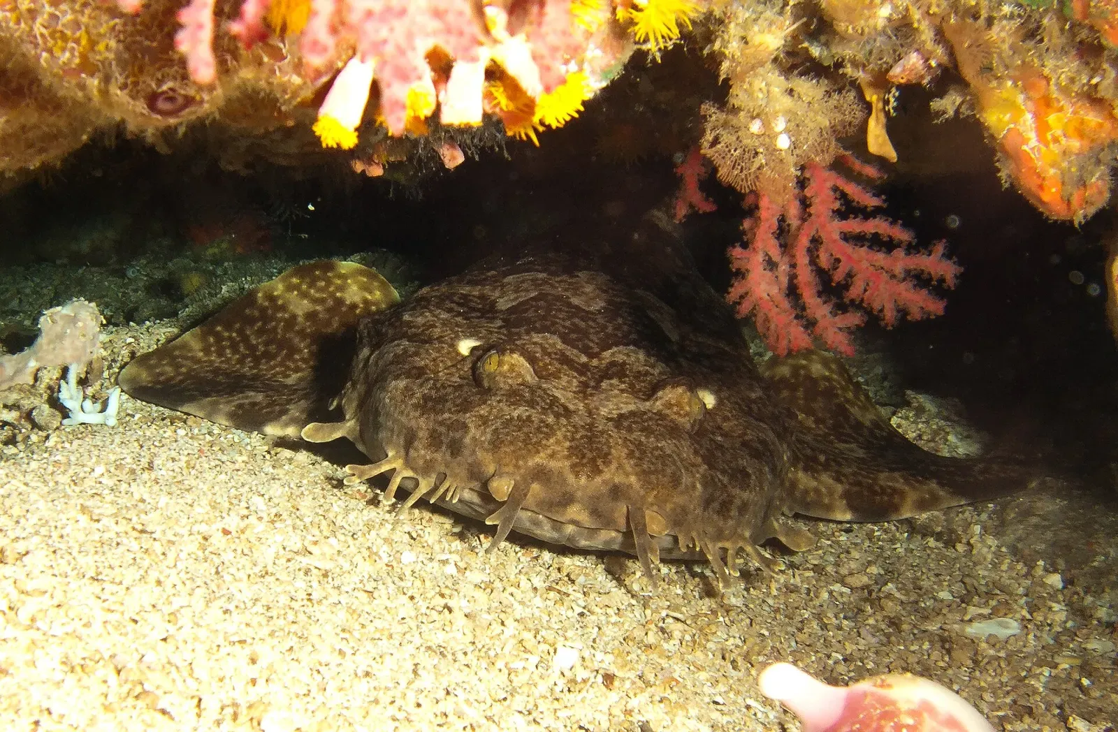 Tasselled wobbegong shark resting under a soft-coral-fringed ledge on sand — Clown Valley, Alor.