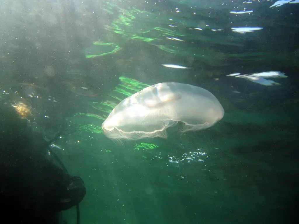 Translucent moon jellyfish drifting under the surface with sunlight rippling above — St. Andrews State Park Jetties, Panama City Beach