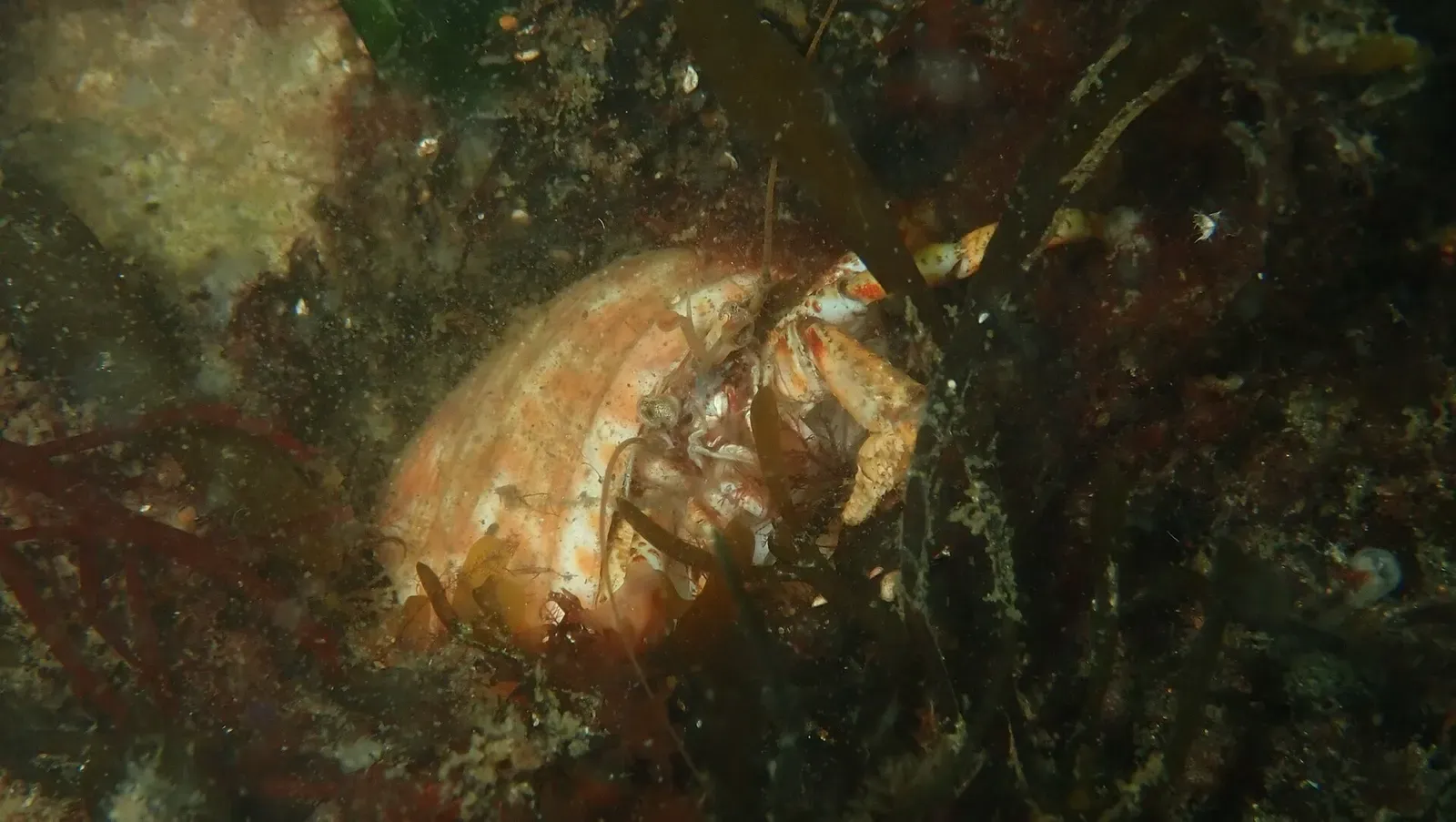 Hermit crab in a shell tucked among dark seaweed — Bergse Diepsluis, Zeeland