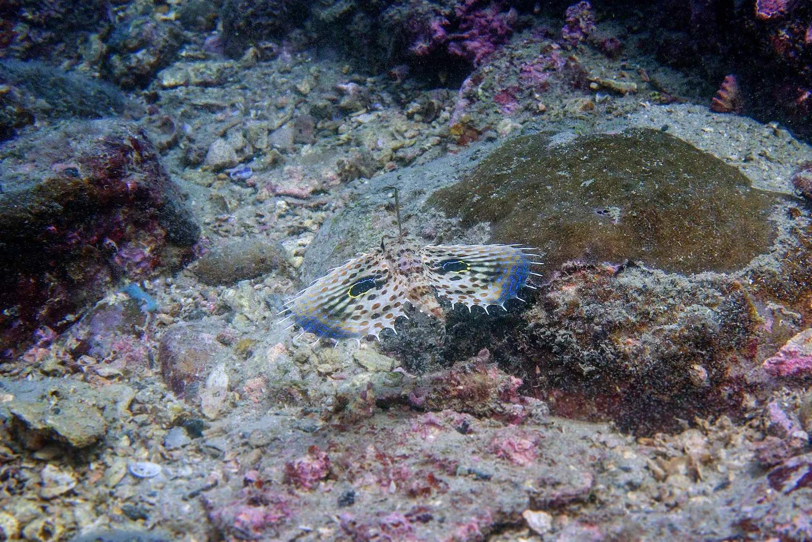 A mottled flying gurnard with spotted, fan-like pectoral fins resting on rubble patched with pink encrusting algae — Hong Kong.