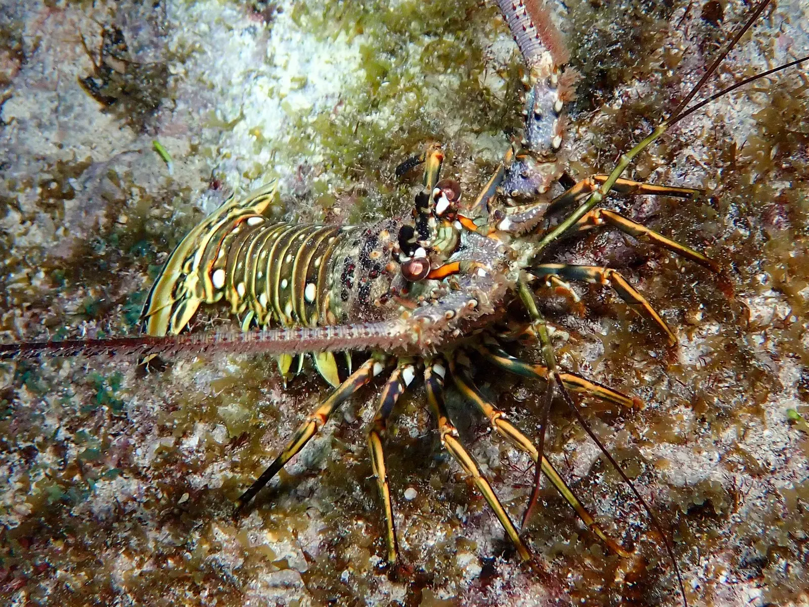 A spiny lobster with banded yellow and brown legs and long antennae rests on a weedy reef — Turtle Reef, Grand Cayman.