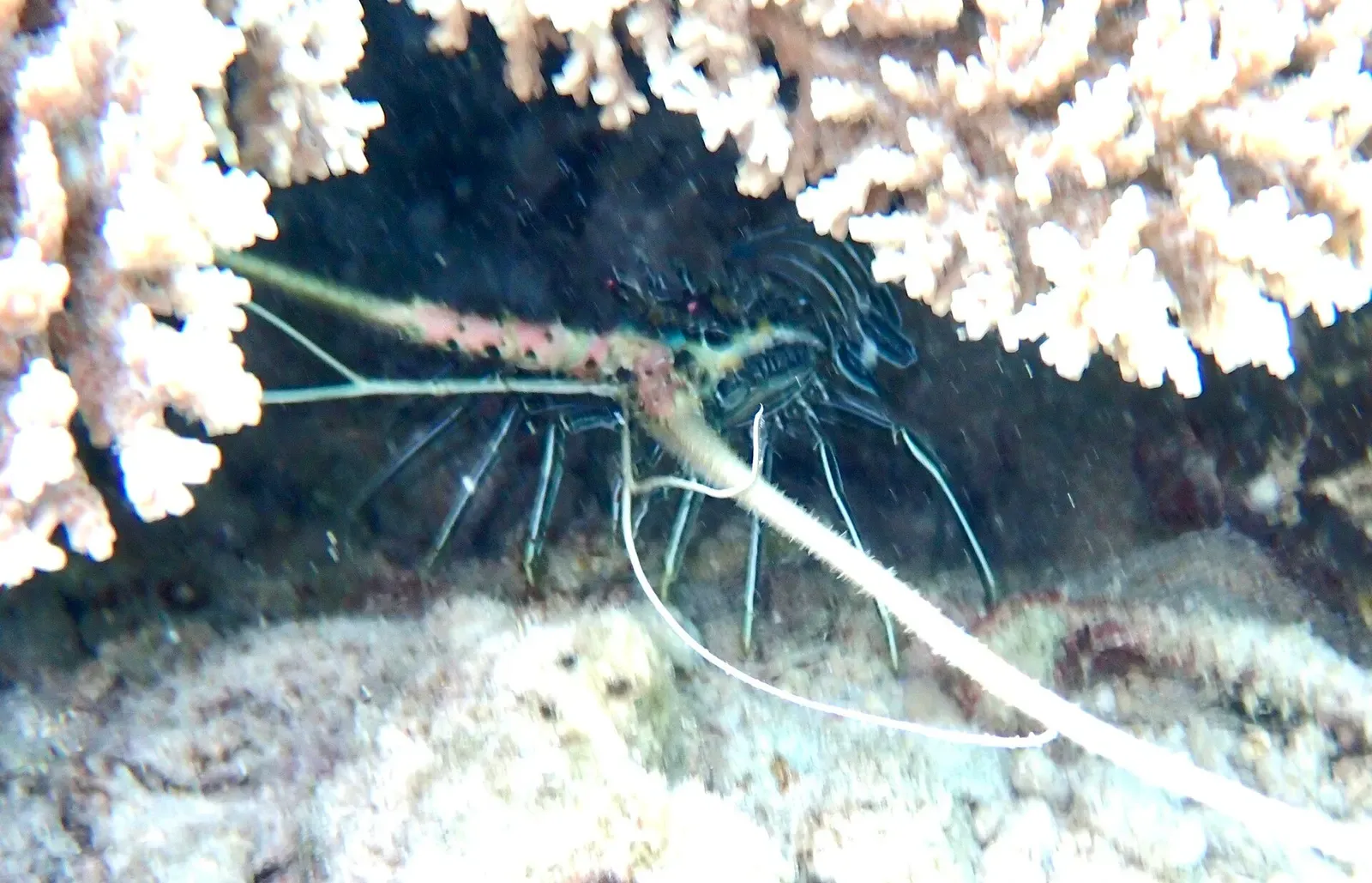 Painted spiny lobster with long banded antennae tucked among coral rubble — Bangka Island