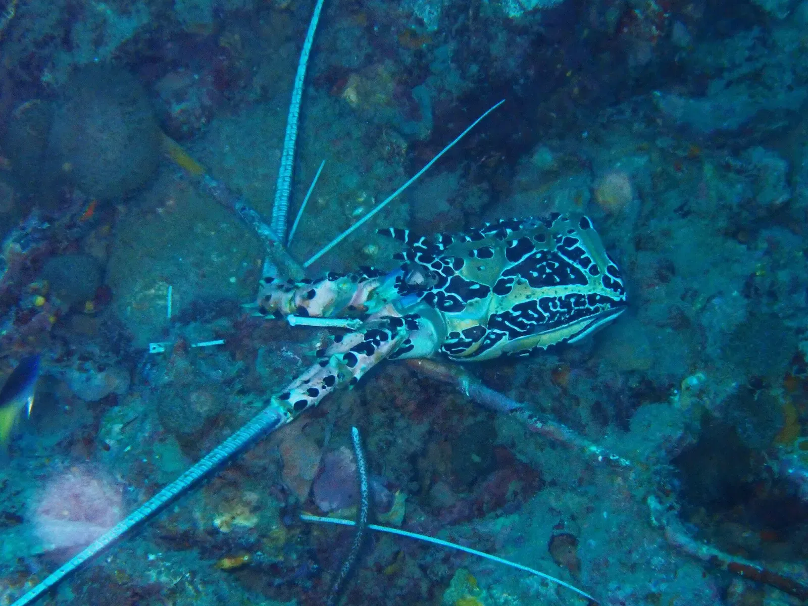Painted spiny lobster with long blue antennae tucked among boulders — Koh Bida Nai, Koh Phi Phi