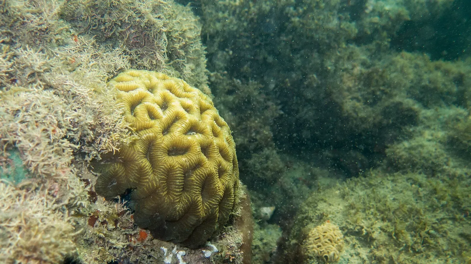 Yellow-green brain coral on an algae-covered rock in greenish water — Ilhabela