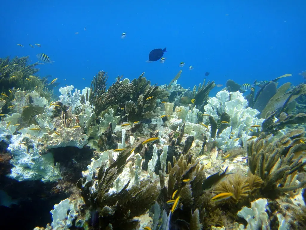 Hard and soft corals crowded together on a shallow reef spur — Molasses Reef, Florida Keys