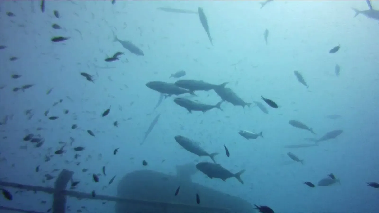 A shoal of fish drifting past the upper bridge structure of the sunken tanker Um El Faroud — Gozo & Malta