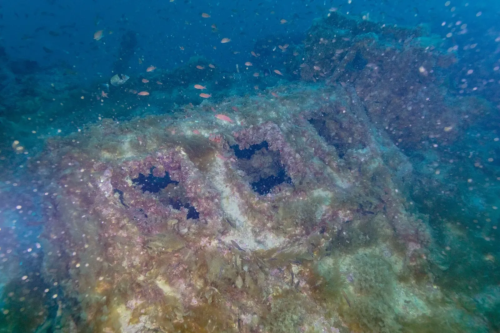 Encrusted wreck deck with two dark openings and small fish overhead — Naranjito, Cabo de Palos