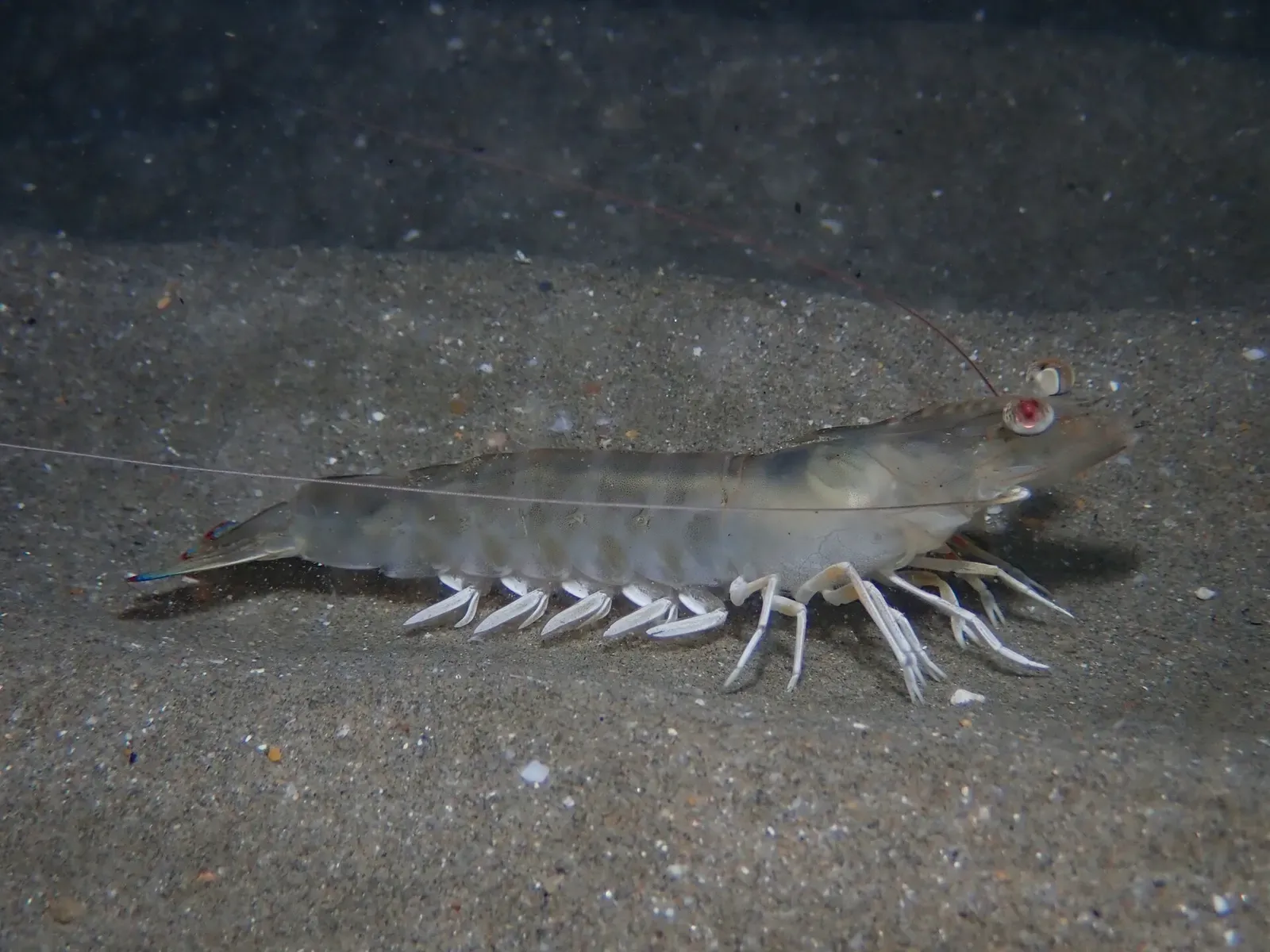 A caramote prawn walking on the sandy seabed near Palavas-les-Flots.