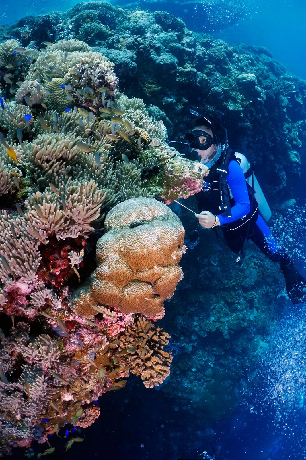 A diver hovers by a soft-coral wall at the entrance to the Cathedral cave — Pescador Island, Moalboal.