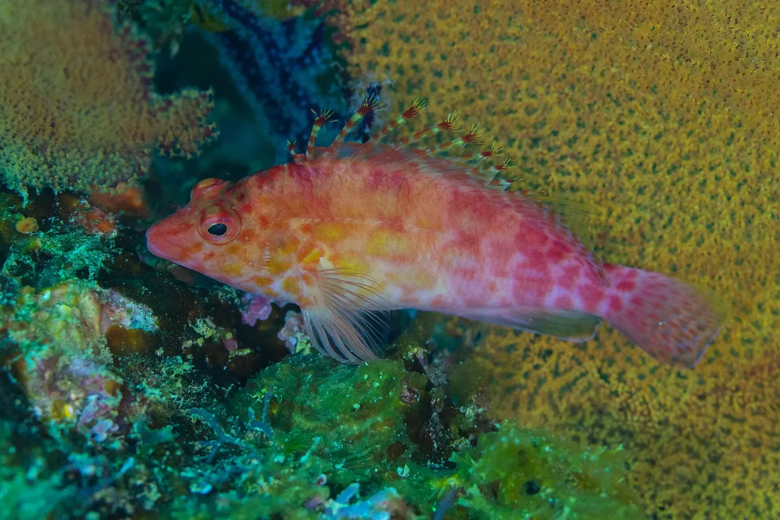 Red and pink coral hawkfish perched on a coral-covered rock — Los Cabos