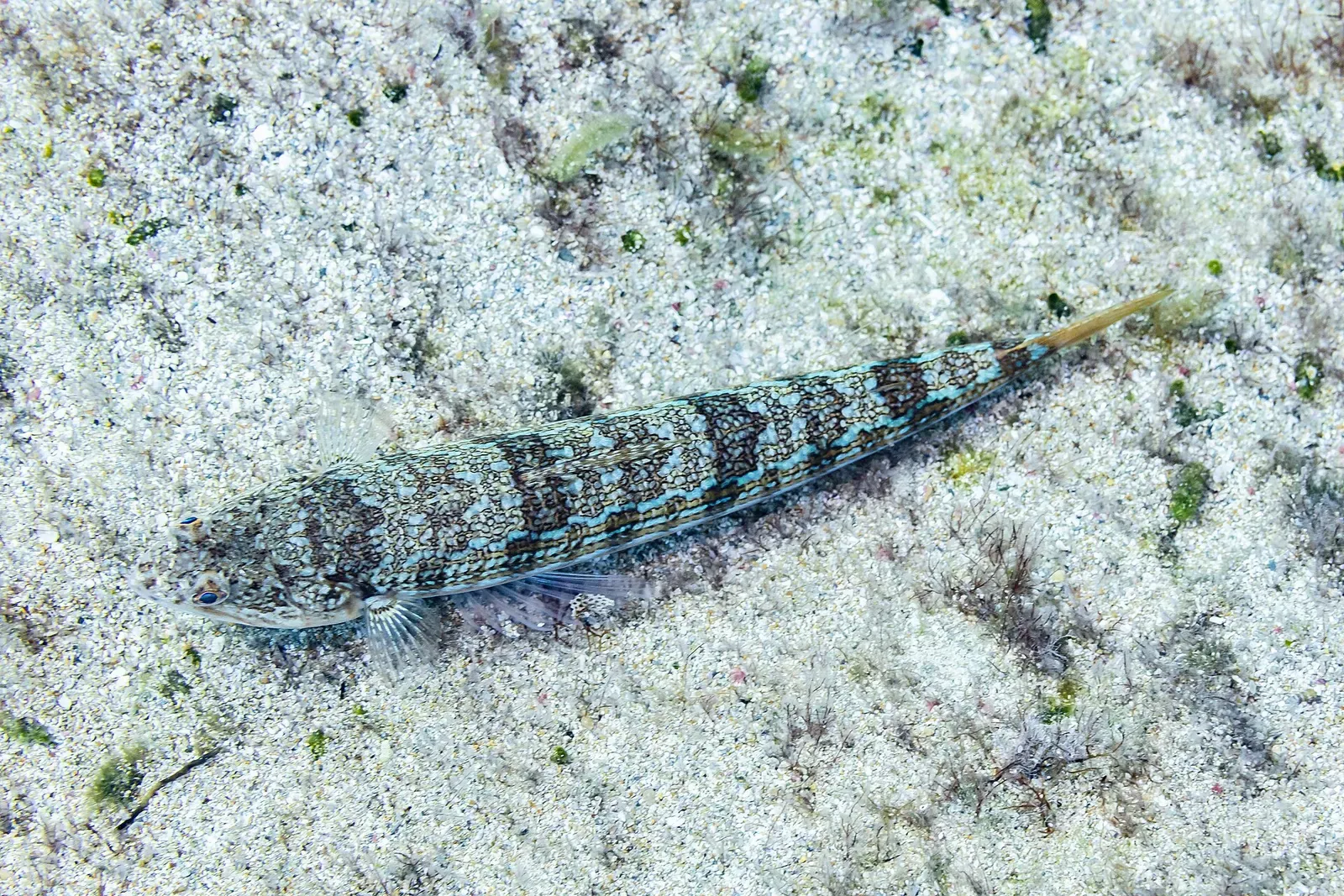 A slim, mottled grey-brown lizardfish lies on pale sand dotted with small green weed — Pistol Bay, Paphos & Coral Bay.