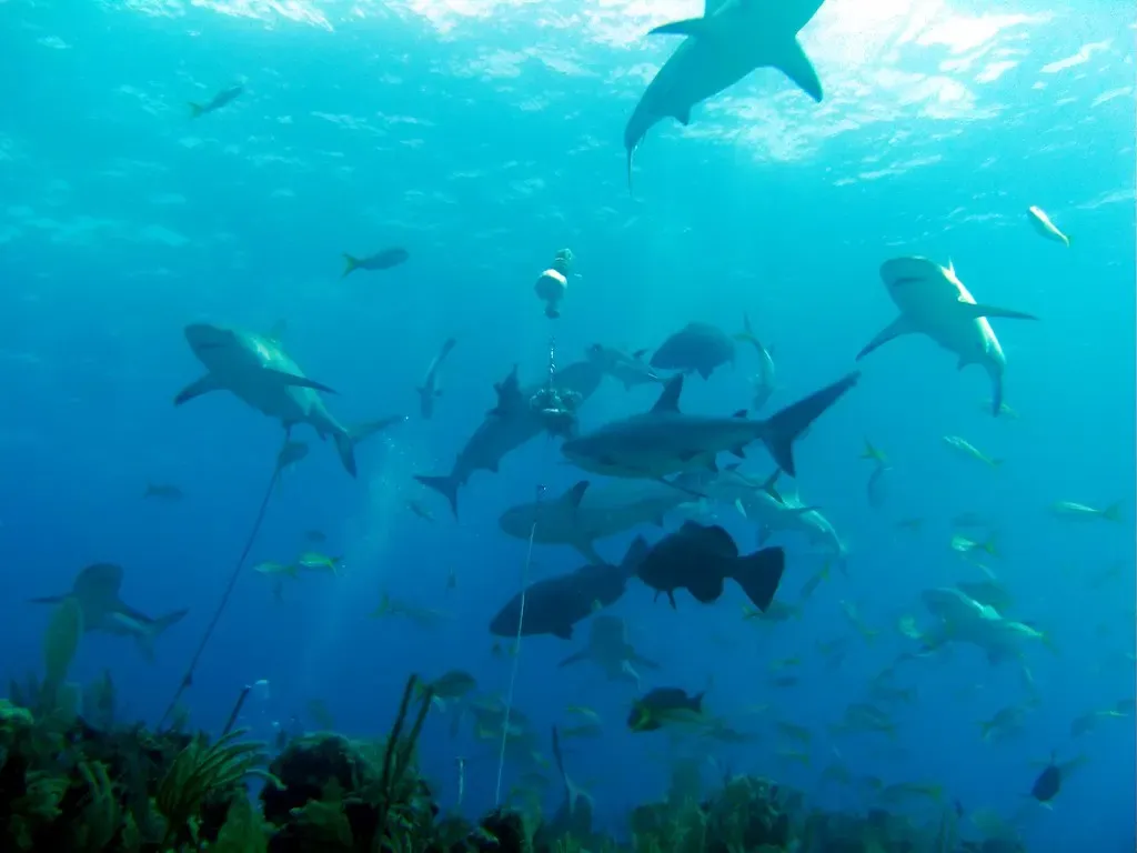 Reef sharks circle beneath a baited line as snapper and jacks crowd the water column — Exuma Cays.