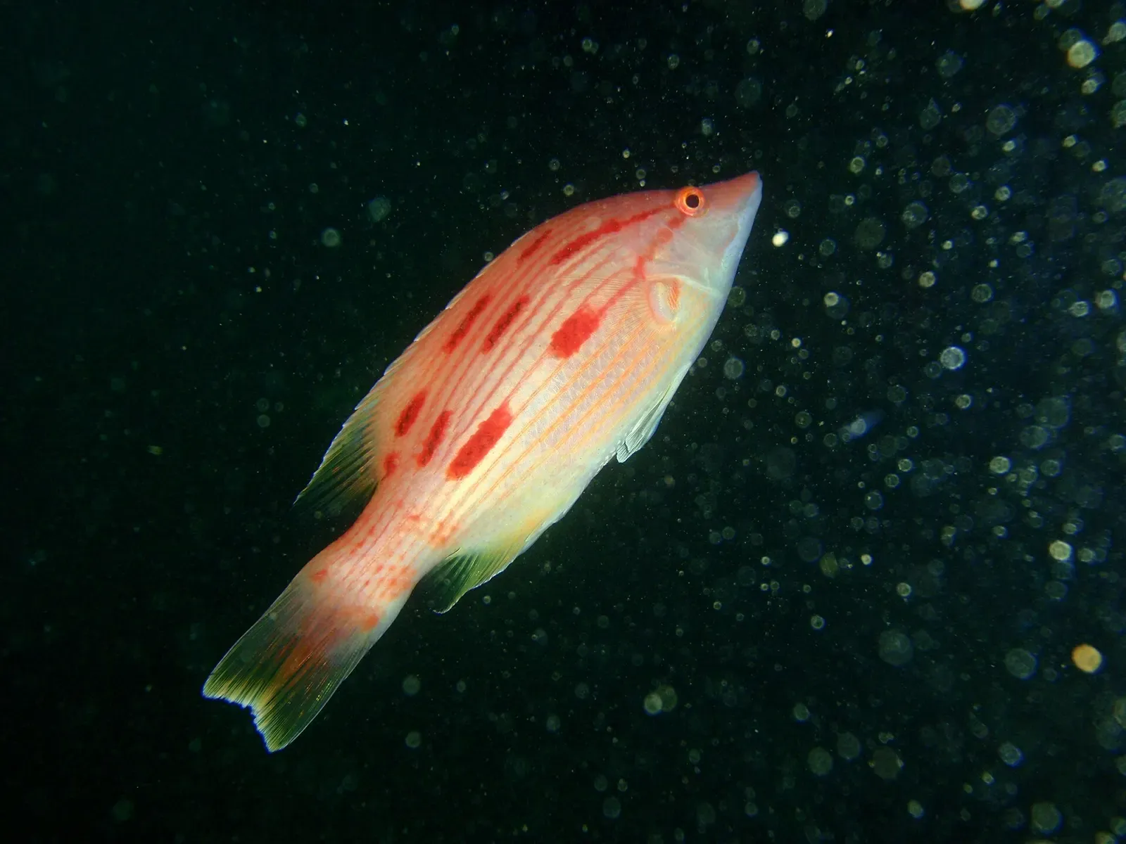 Pigfish resting on the superstructure of the sunken HMNZS Canterbury — Bay of Islands