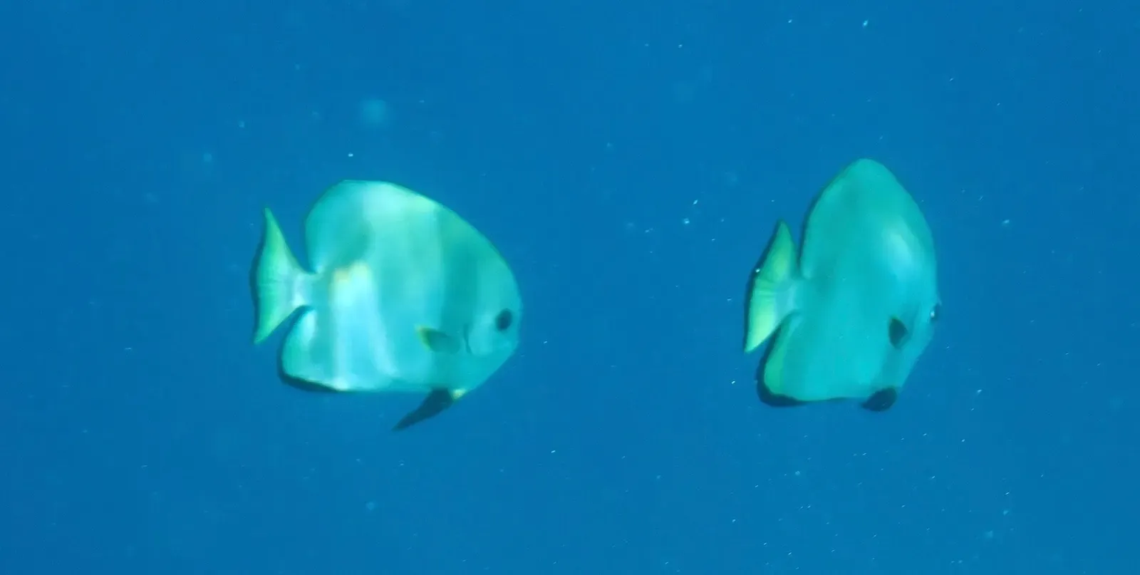 Two silvery round-bodied spadefish swim side by side in open blue water — Arborek Jetty, Raja Ampat.