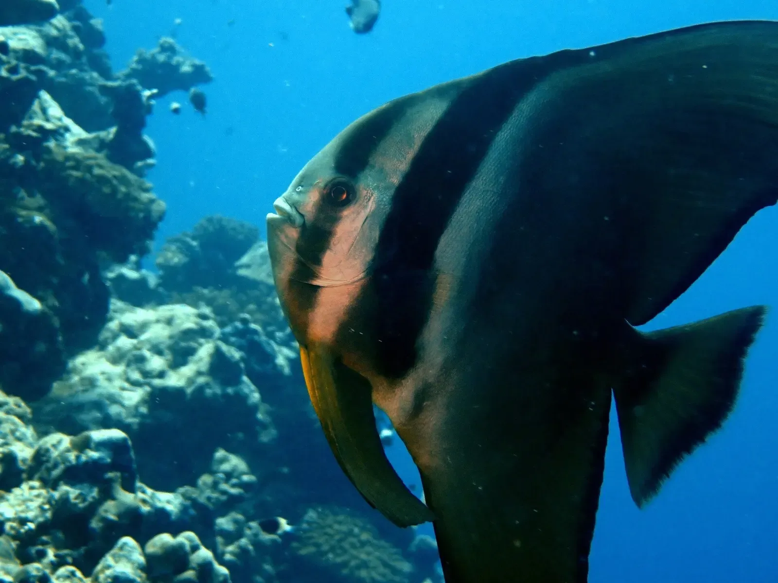 A longfin batfish swims close to the camera over the reef in the Maldives — Fuvahmulah