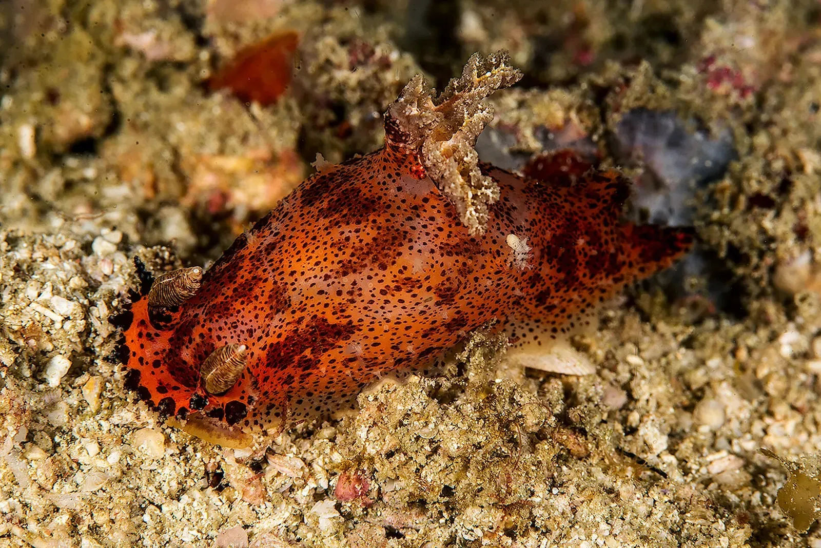 A red-orange nudibranch speckled with dark spots, with small branching gills, on gravelly sand — Wainilu, Komodo.