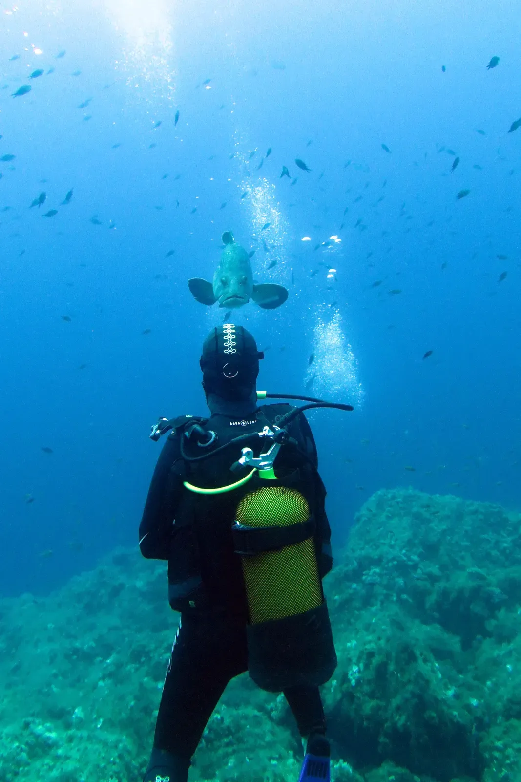 A dusky grouper approaches a scuba diver head-on at La Gabiniere — Port-Cros