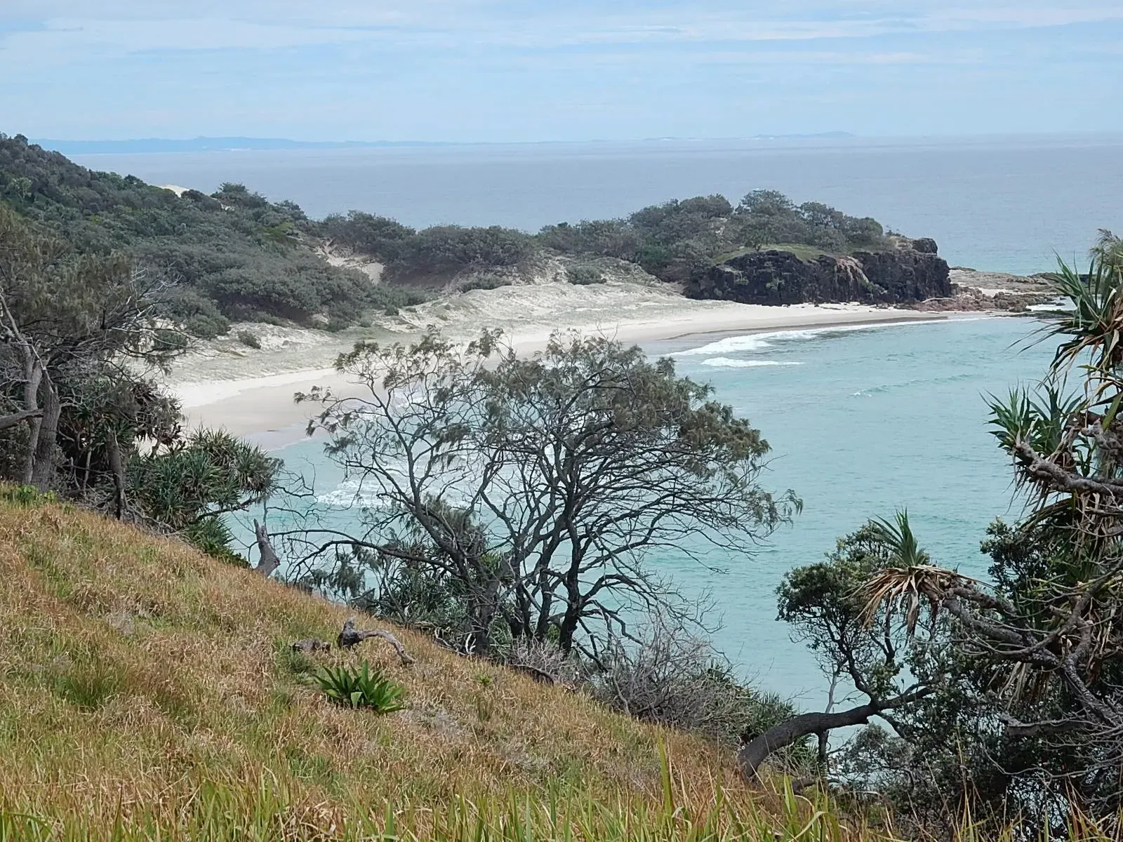 Hillside grasses and pandanus trees above a sandy bay at Point Lookout.