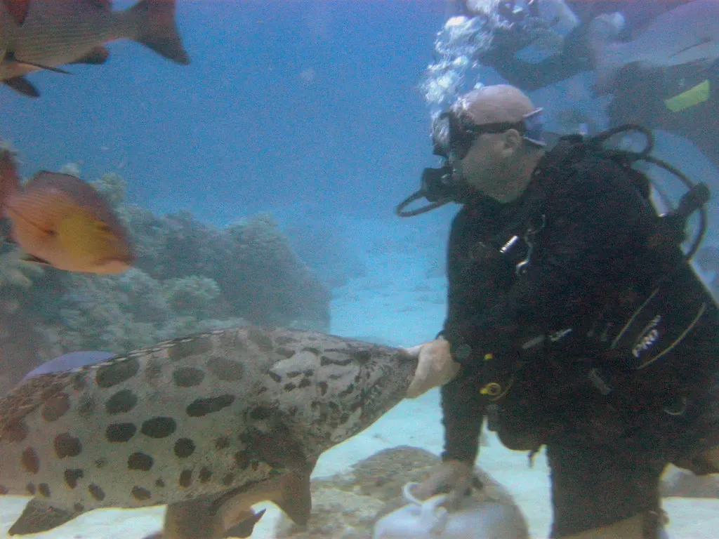Diver feeding a large potato cod on the sandy sea floor — Cod Hole, Great Barrier Reef
